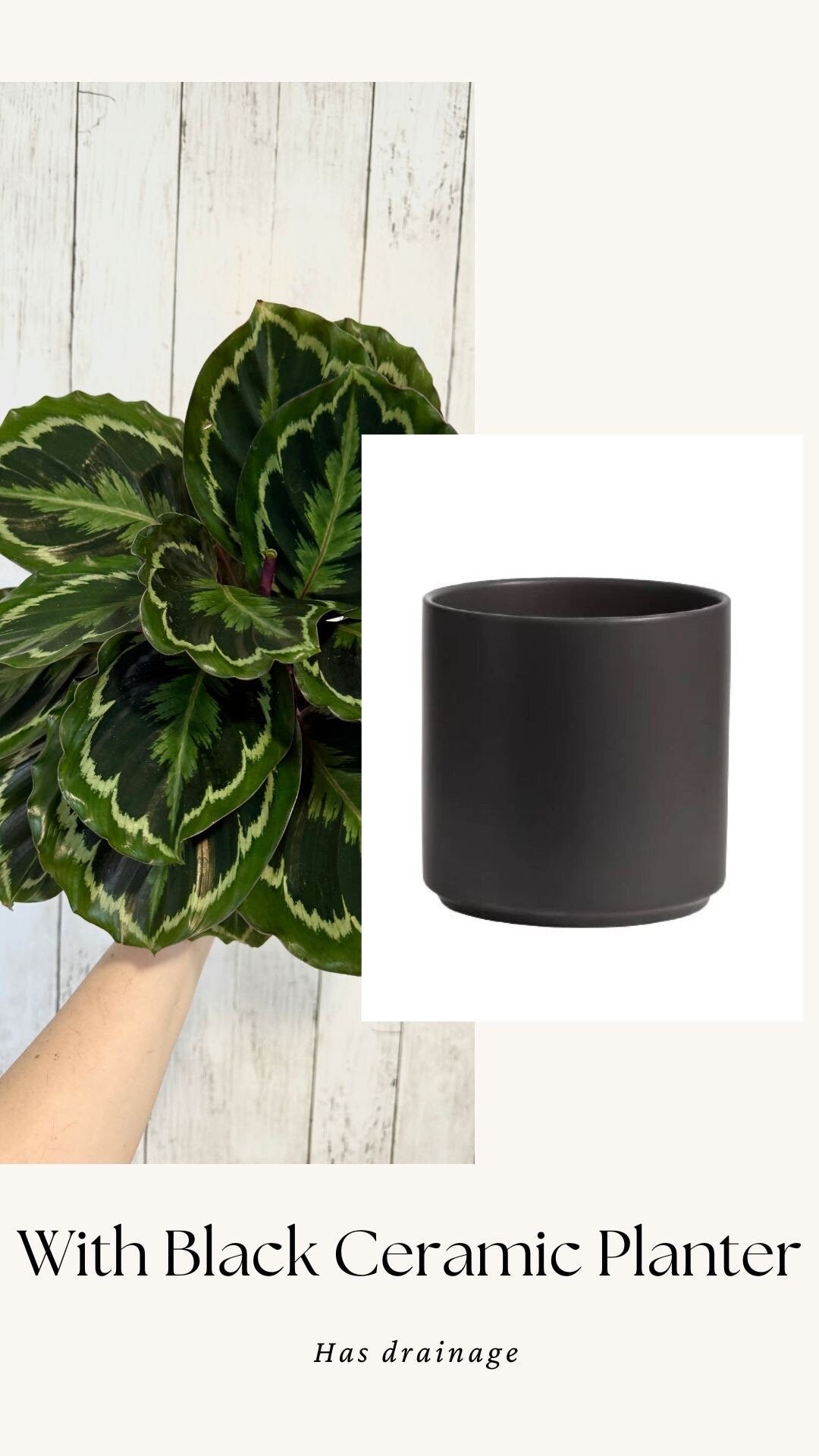 Calathea Medallion Plant - Prayer in 4β or 6" Pot - Live Plant - optional deocrative pot