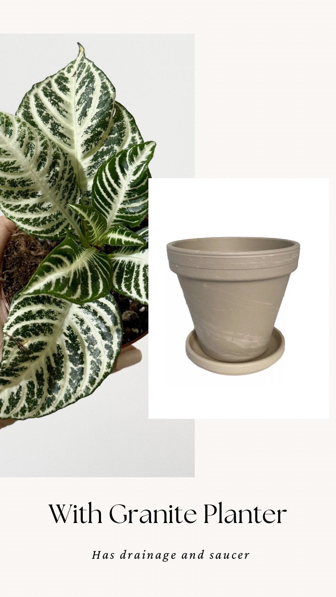 Aphelandra White Gardenia Zebra Plant - 4" pot - Live Plant - Rare Plant - optional decorative pot
