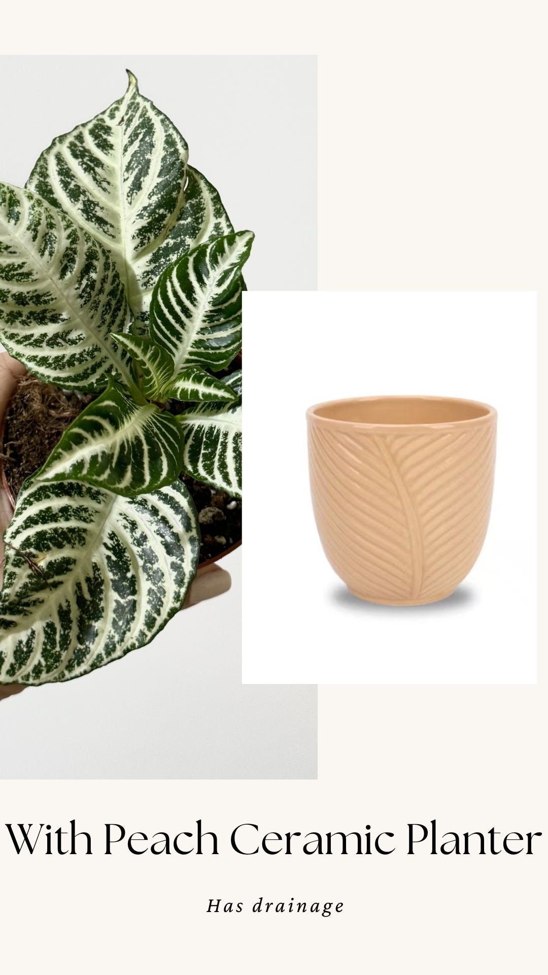 Aphelandra White Gardenia Zebra Plant - 4" pot - Live Plant - Rare Plant - optional decorative pot