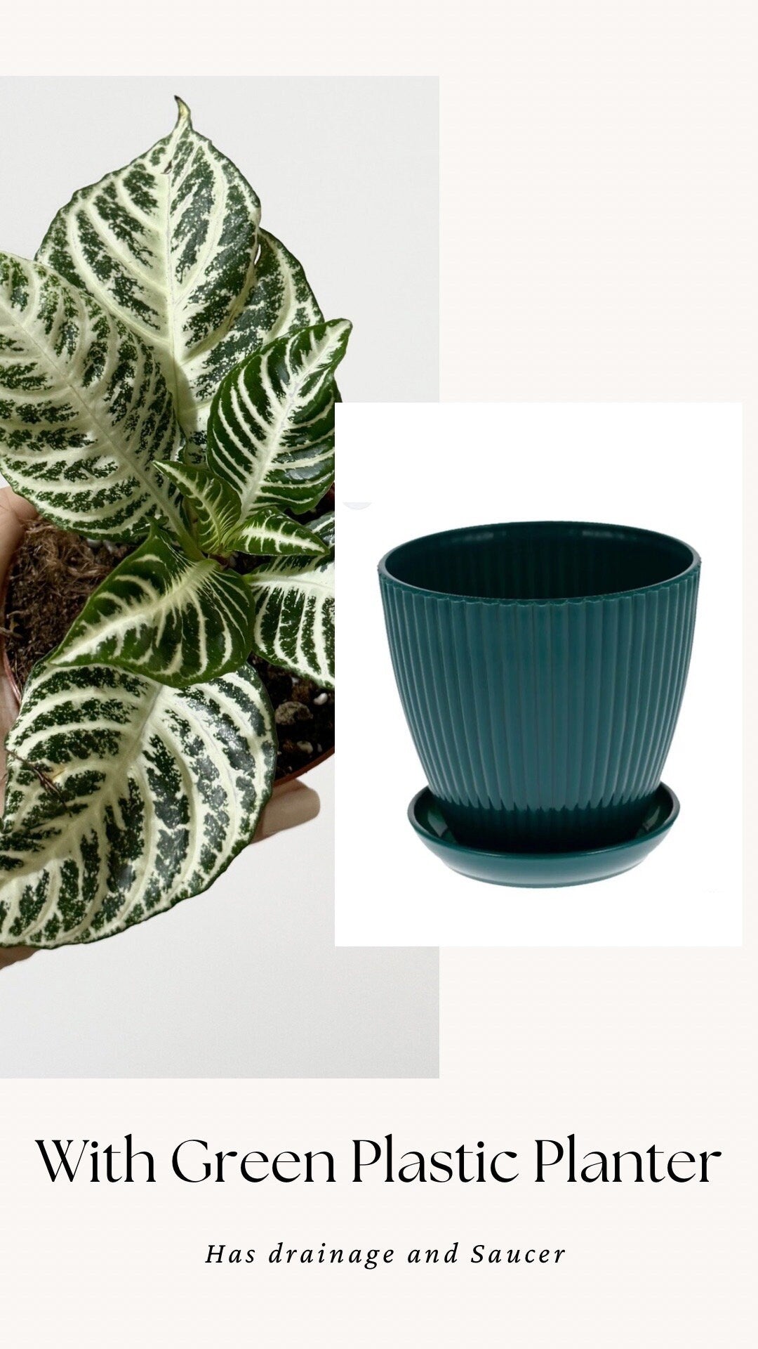 Aphelandra White Gardenia Zebra Plant - 4" pot - Live Plant - Rare Plant - optional decorative pot