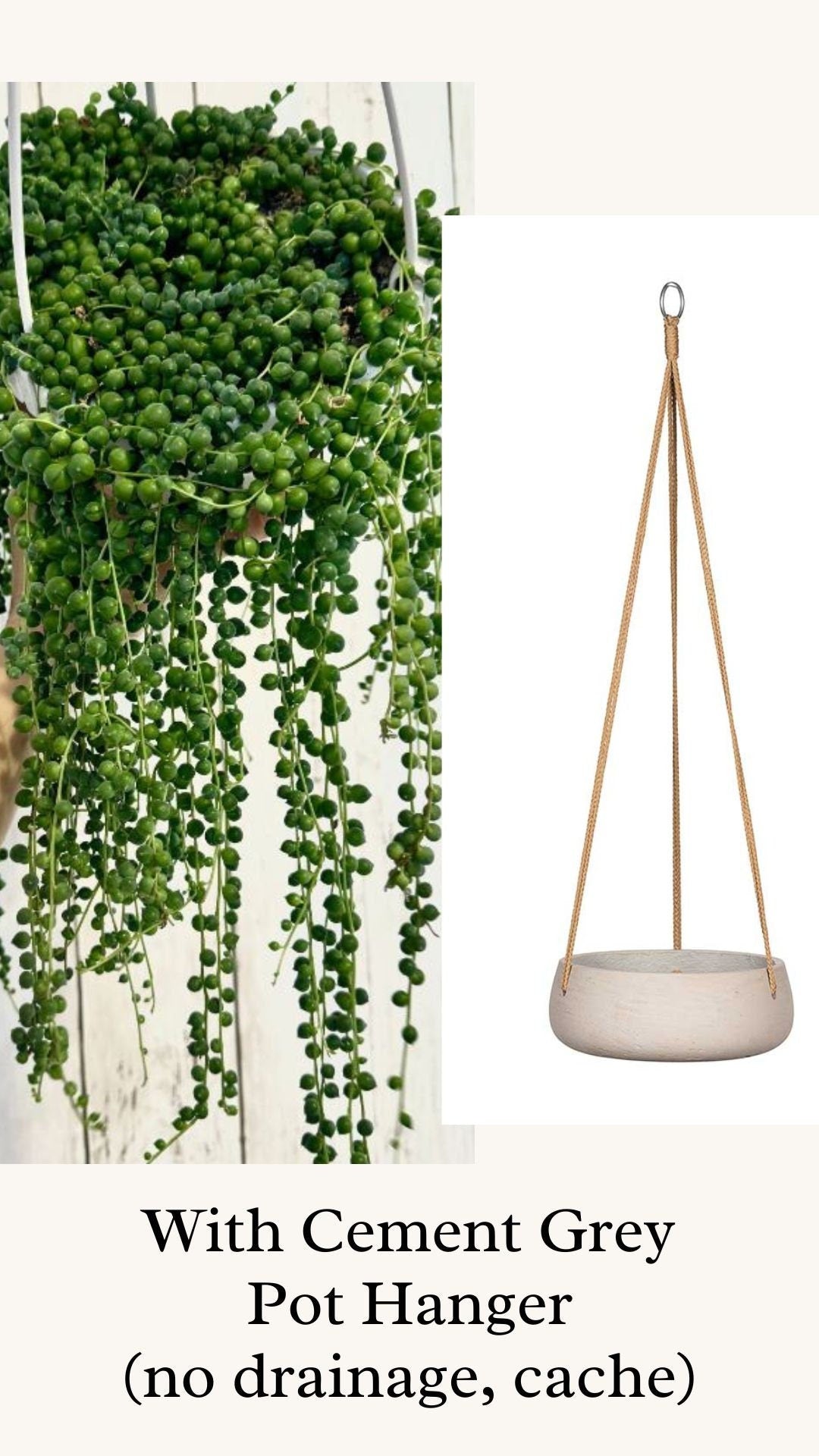 String of Pearls Plant, Succulent, 6β Hanging Basket - Live Plant