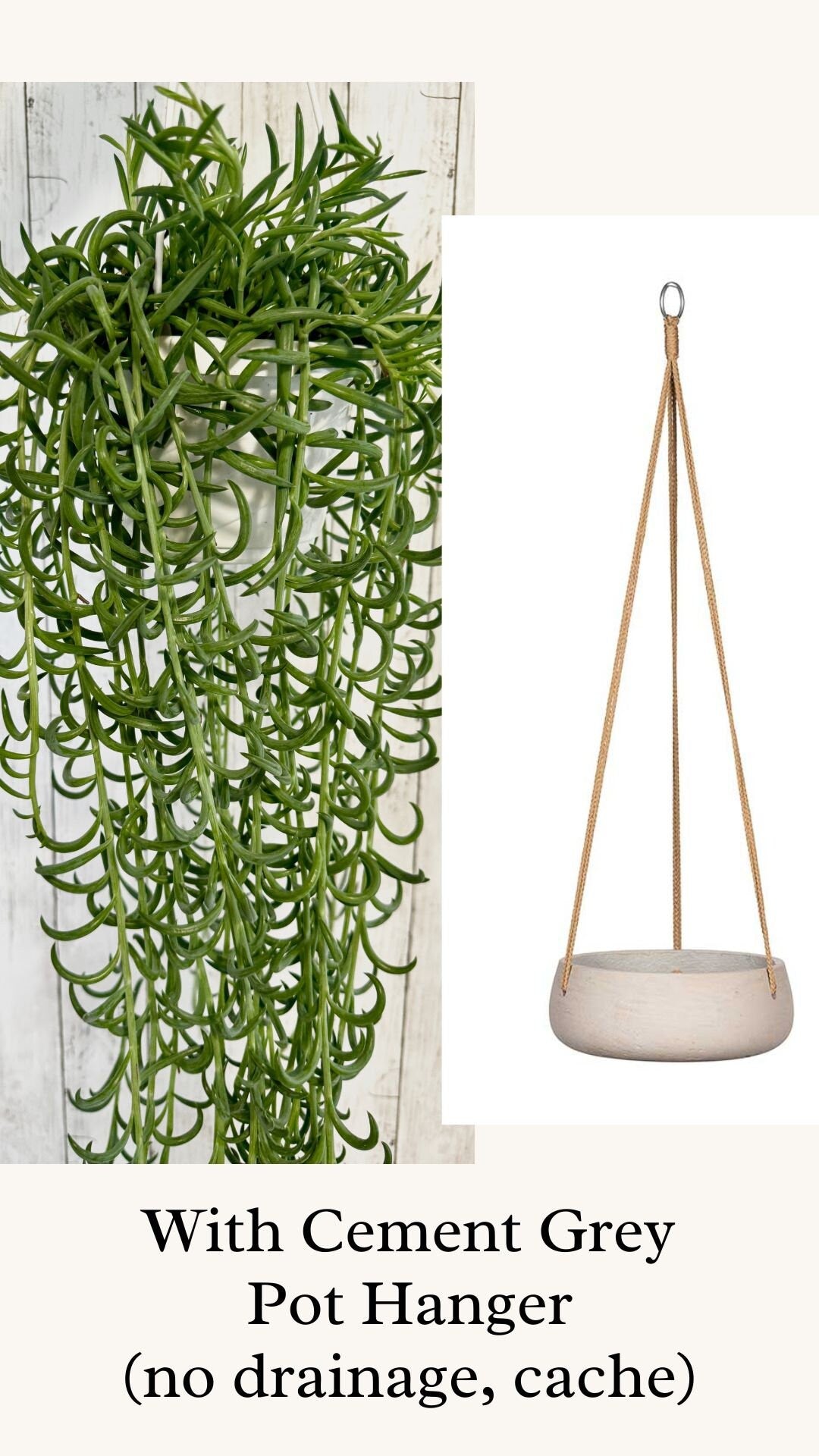 String of Fish hooks Plant, Succulent, 6” Hanging Basket - Live Plant