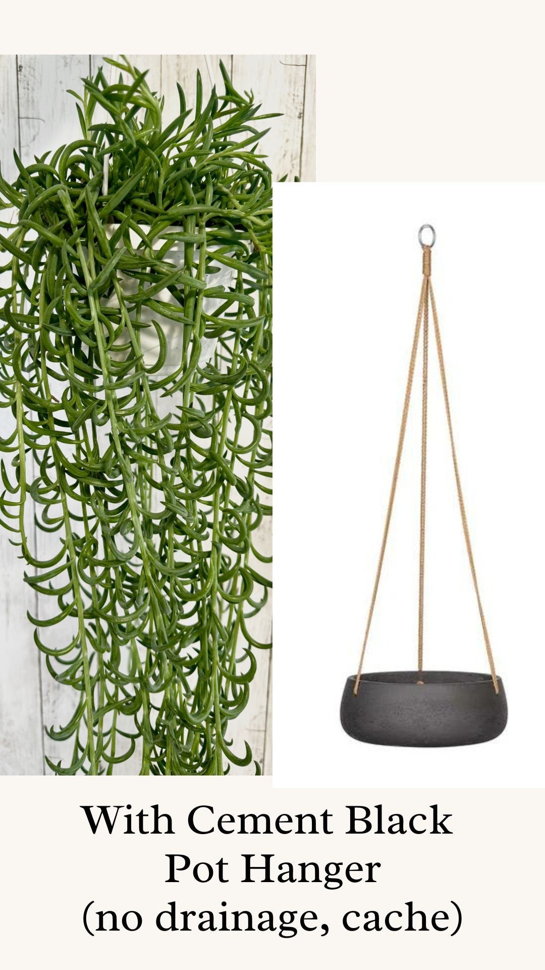 String of Fish hooks Plant, Succulent, 6” Hanging Basket - Live Plant