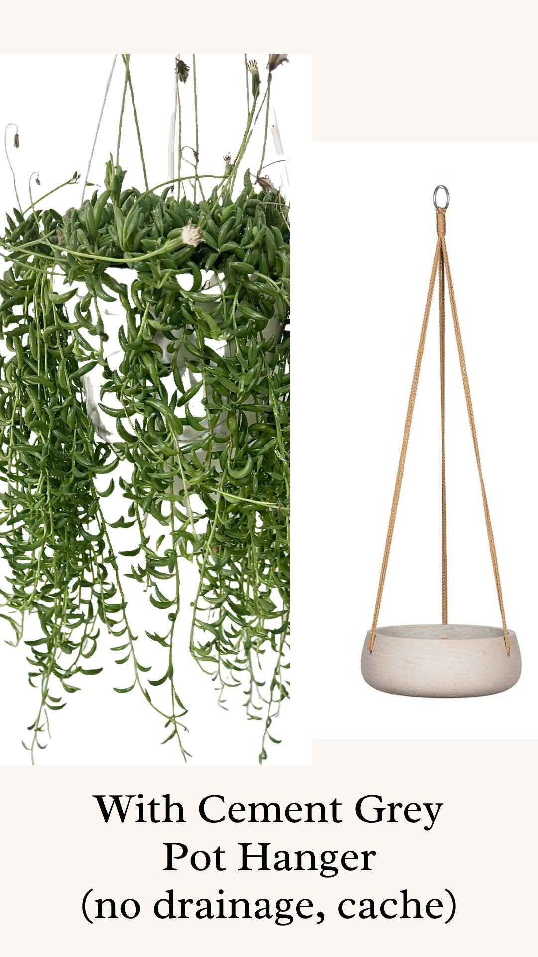 String of Bananas Plant - 6 inch Hanging Pot - optional decorative basket