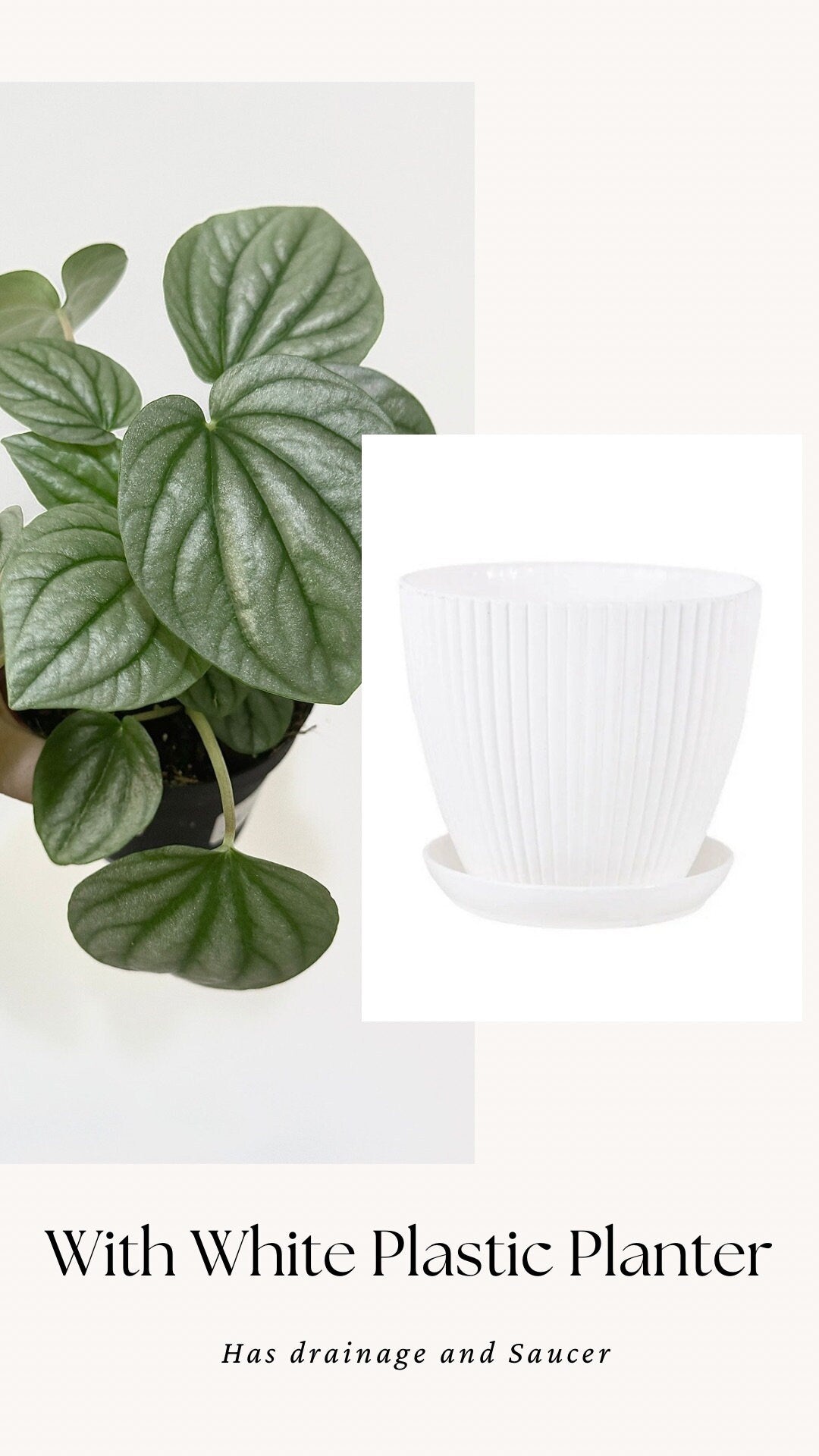 Pepperomia Frost - Live Plant 4 Inch Nursery Pot - Indoor Plant