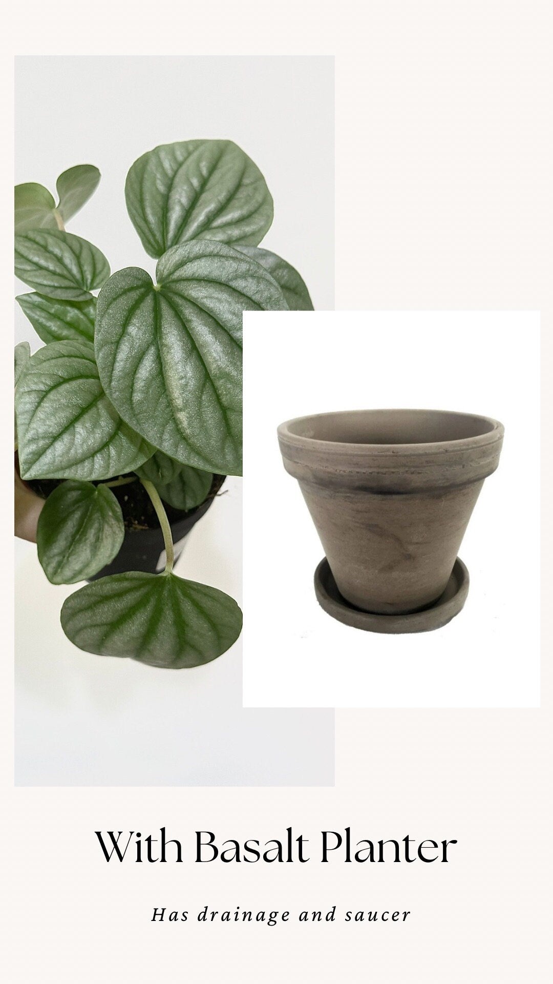 Pepperomia Frost - Live Plant 4 Inch Nursery Pot - Indoor Plant