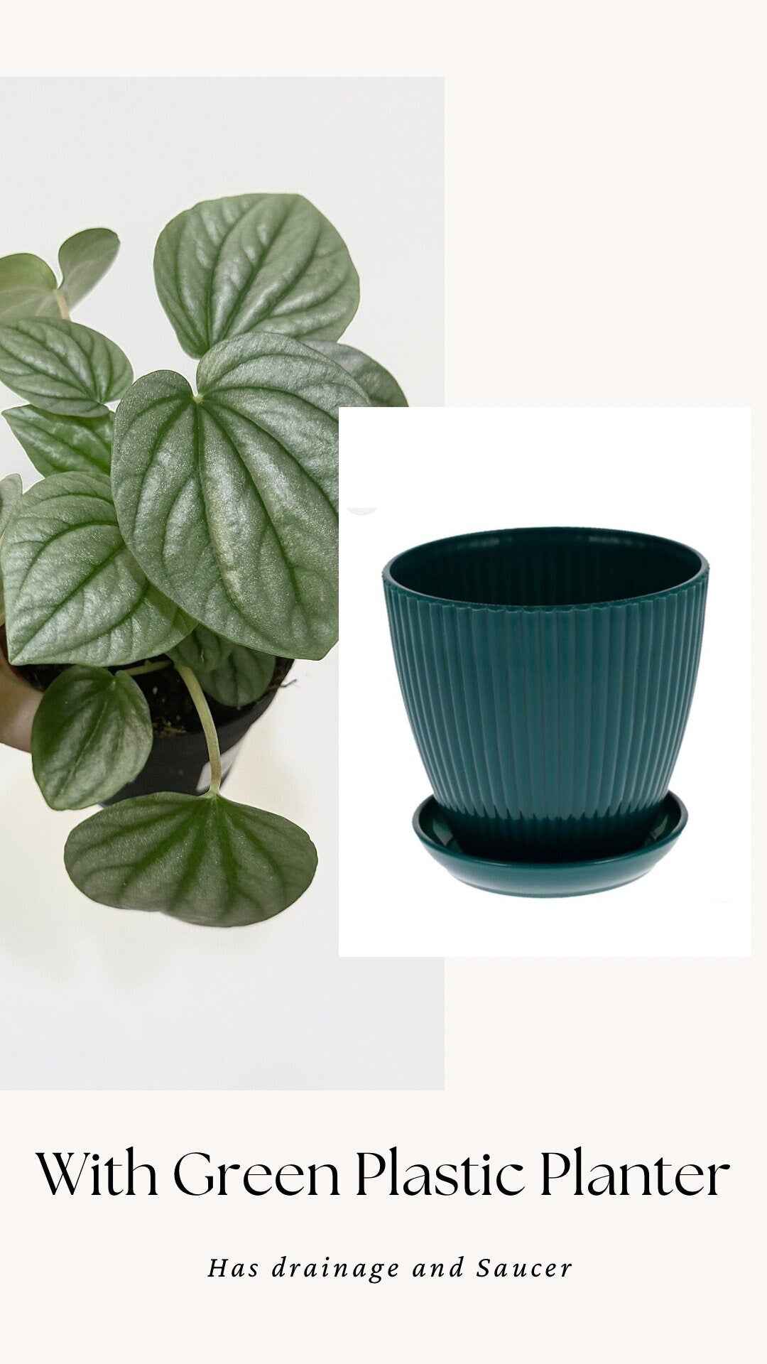 Pepperomia Frost - Live Plant 4 Inch Nursery Pot - Indoor Plant