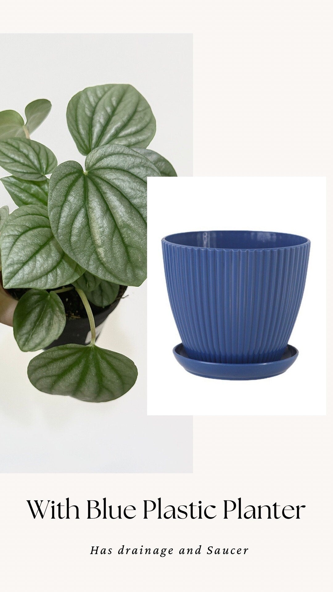 Pepperomia Frost - Live Plant 4 Inch Nursery Pot - Indoor Plant
