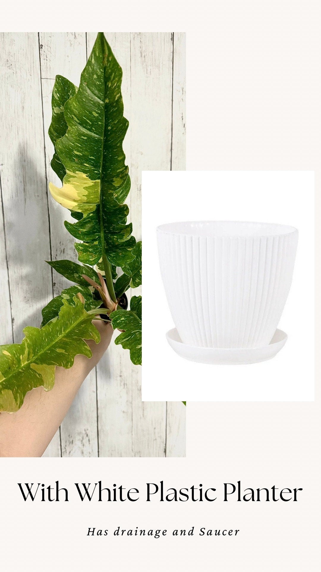 Philodendron Ring of Fire - Live Plant - 4" Nursery Pot