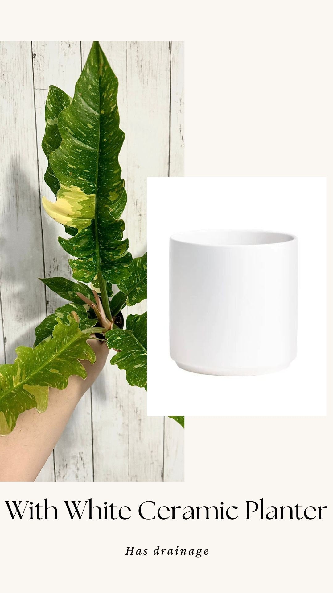 Philodendron Ring of Fire - Live Plant - 4" Nursery Pot