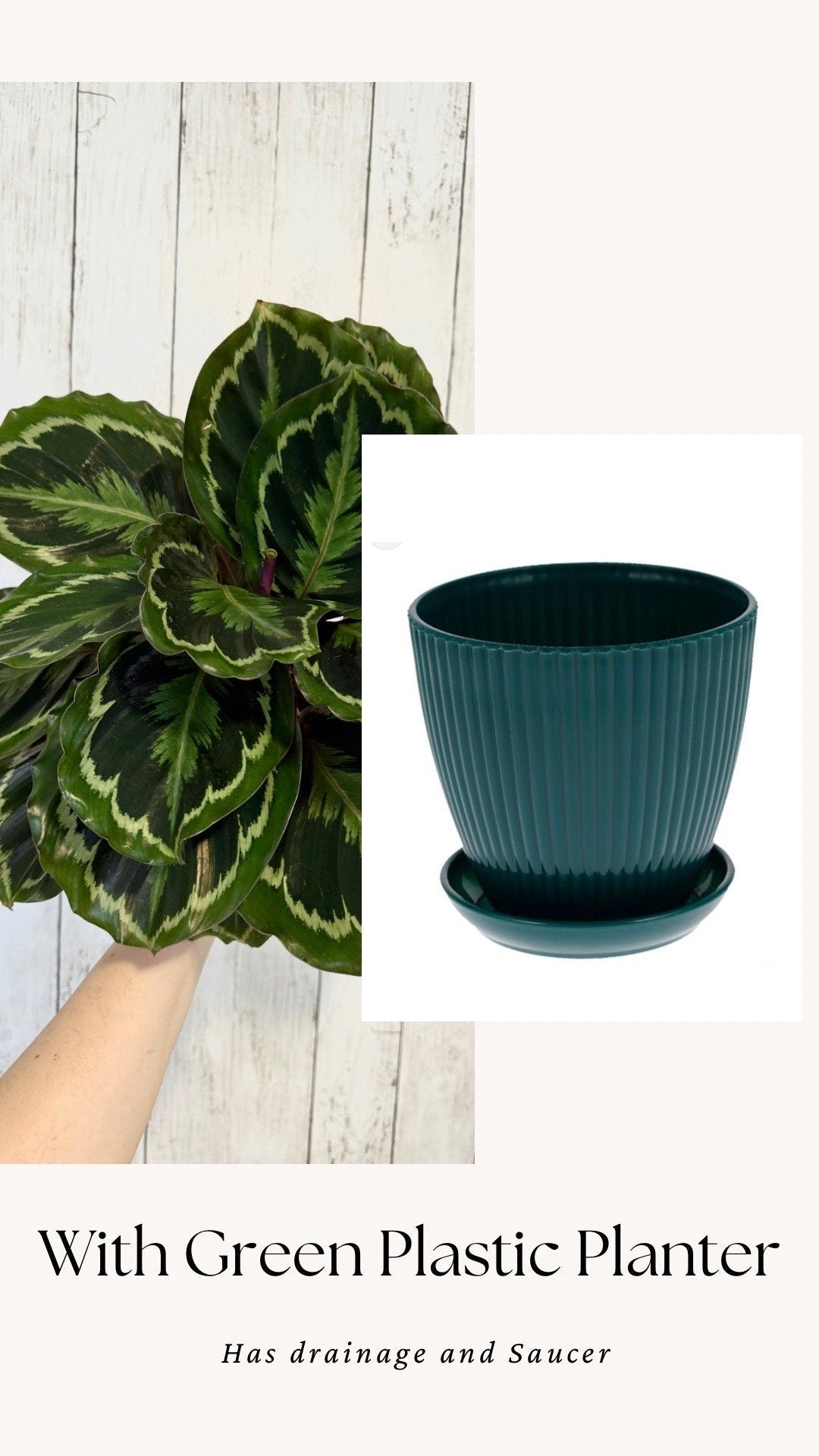 Calathea Medallion Plant - Prayer in 4β or 6" Pot - Live Plant - optional deocrative pot