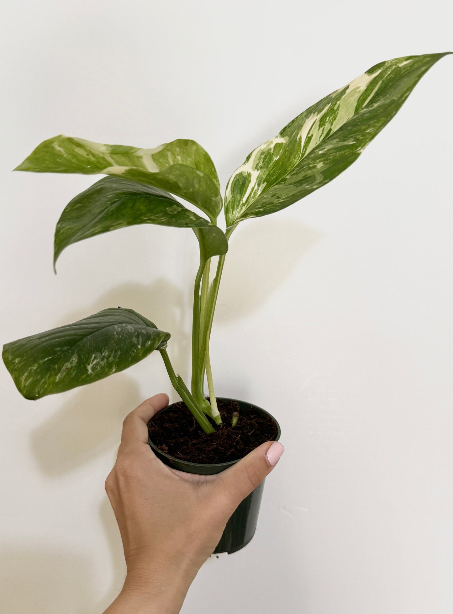 Monstera Lechleriana Variegated Plant - Rare Monstera - - 4 inch Pot - Live Plant - optional decorative pot