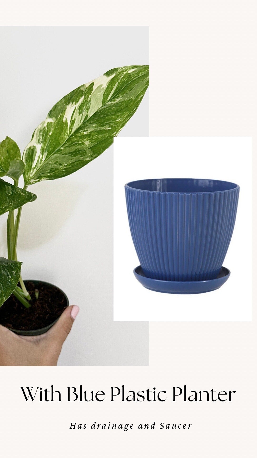 Monstera Lechleriana Variegated Plant - Rare Monstera - - 4 inch Pot - Live Plant - optional decorative pot