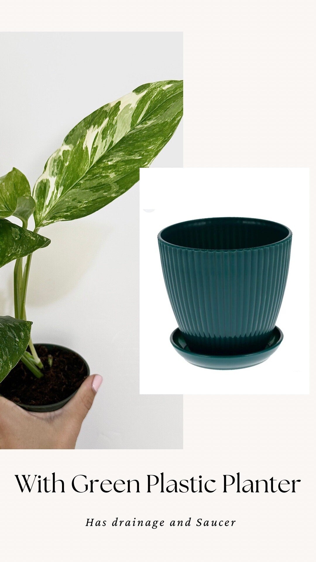 Monstera Lechleriana Variegated Plant - Rare Monstera - - 4 inch Pot - Live Plant - optional decorative pot