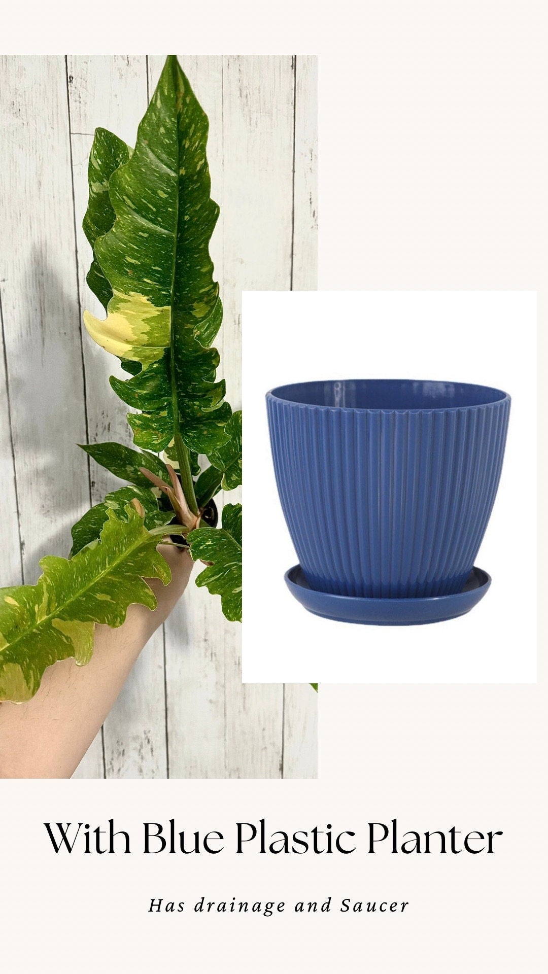 Philodendron Ring of Fire - Live Plant - 4" Nursery Pot