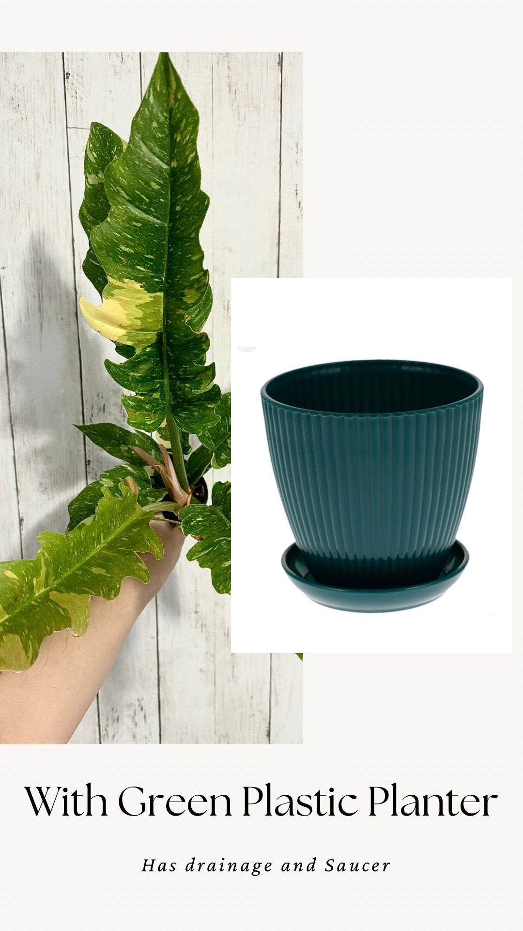 Philodendron Ring of Fire - Live Plant - 4" Nursery Pot