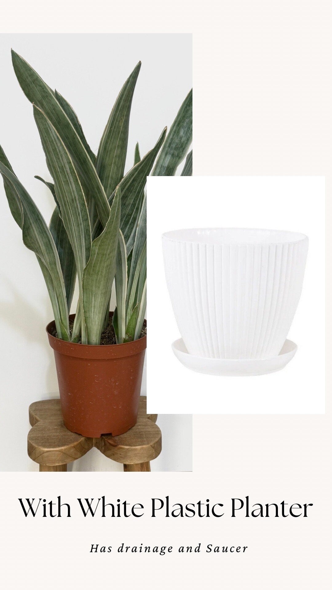 Sansevieria 'Sayuri' Snake Plant - 6 inch Pot - optional decorative plant