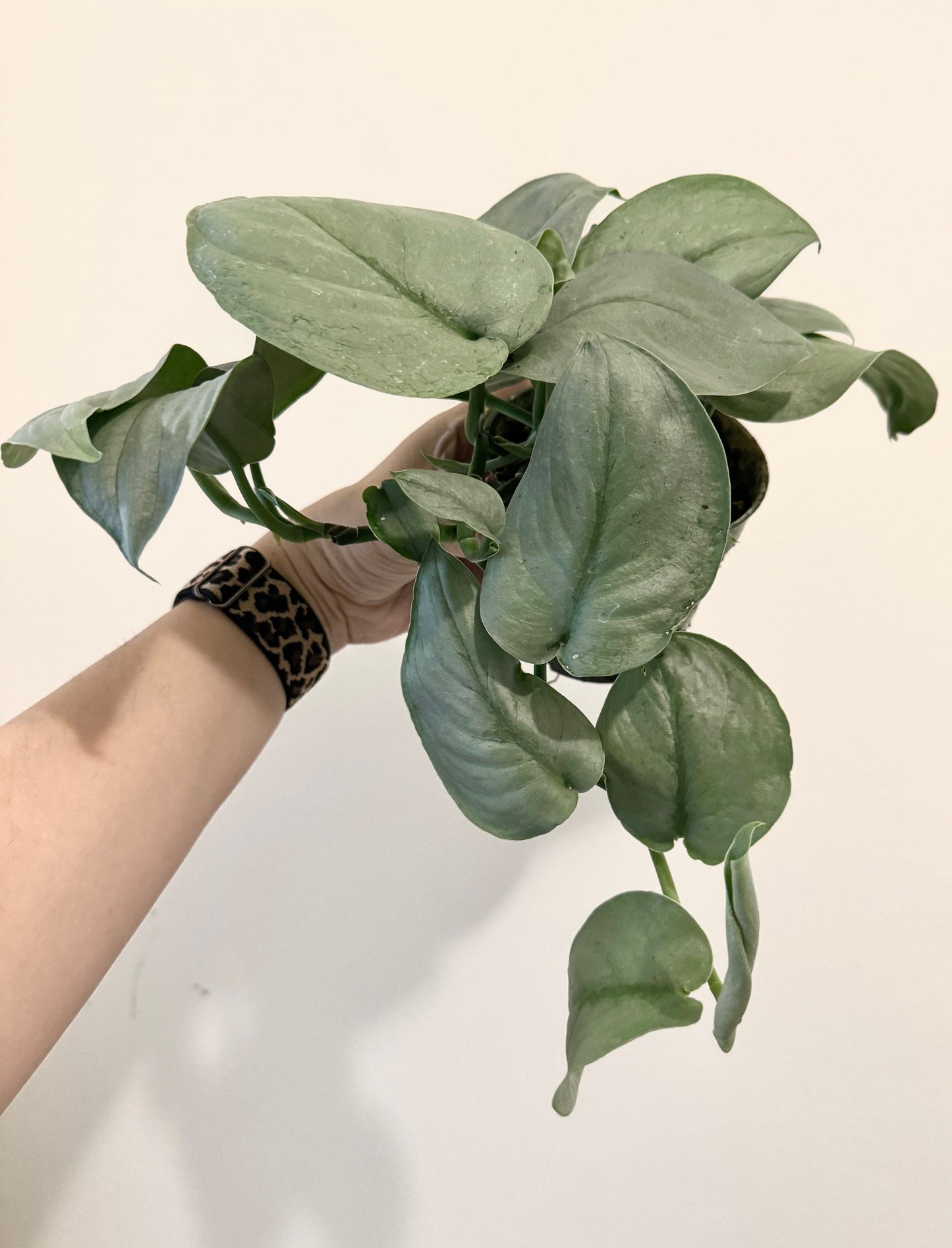Scindapsus Silver Hero Plant - 4 inch Pot - Live Plant - optional decorative pot