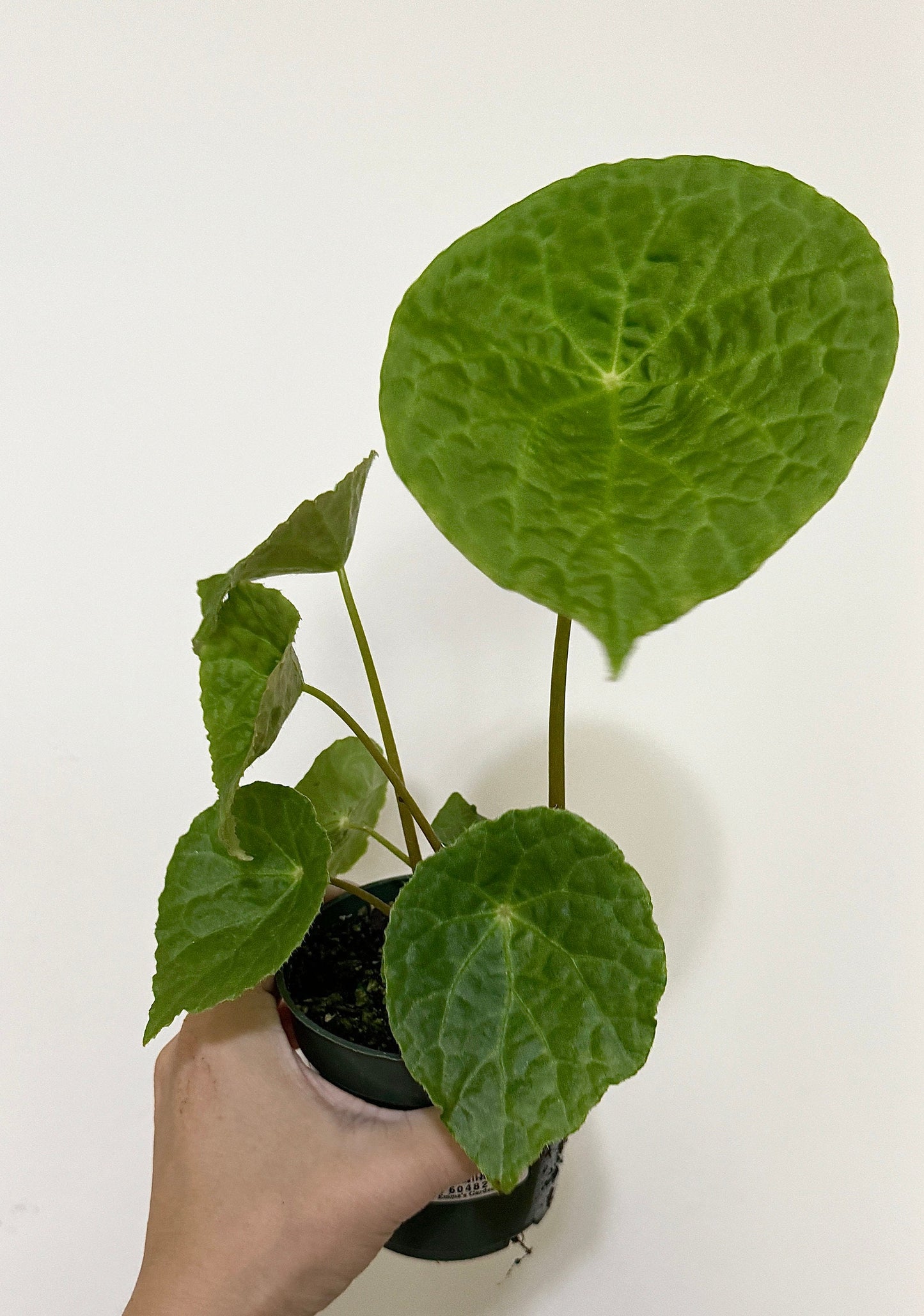 Begonia Natunaensis Rare Plant - 4 inch Pot - optional decorative plant