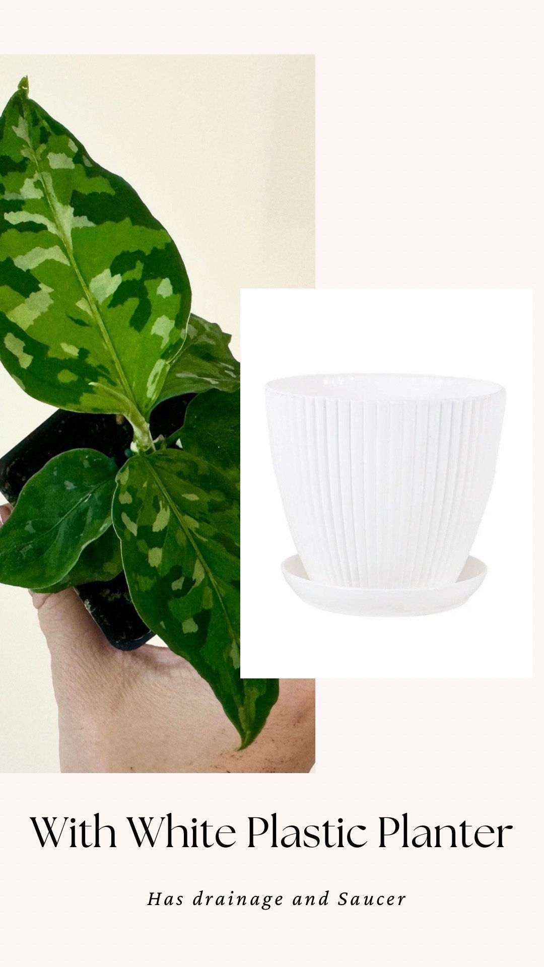 Aglaonema Pictum Tricolor - Live Plant - 2.5 Pot