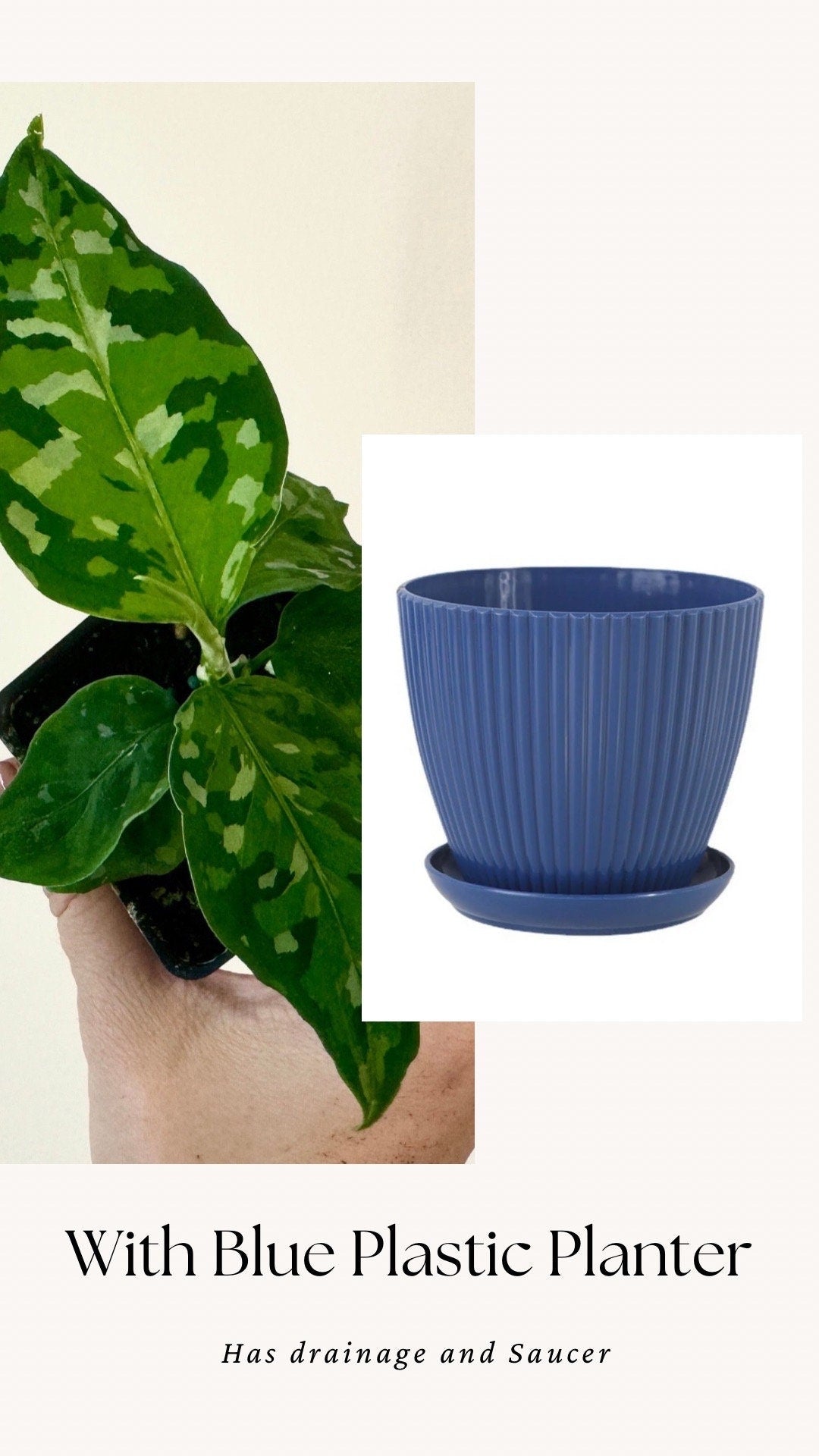 Aglaonema Pictum Tricolor - Live Plant - 2.5 Pot