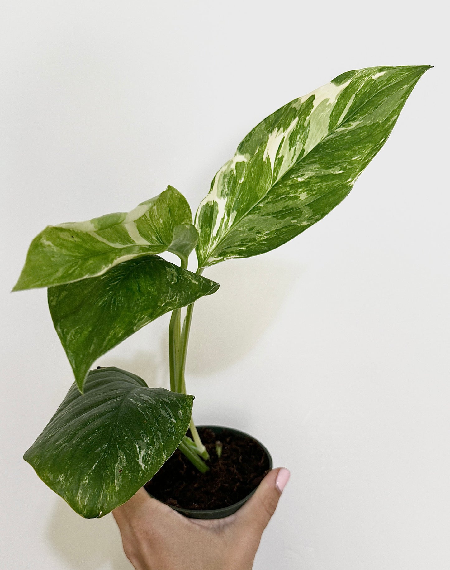 Monstera Lechleriana Variegated Plant - Rare Monstera - - 4 inch Pot - Live Plant - optional decorative pot