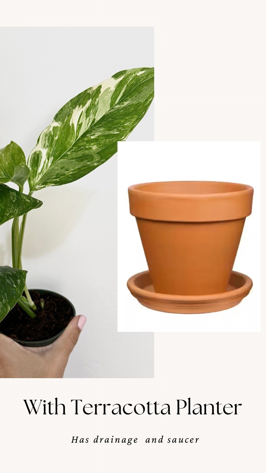 Monstera Lechleriana Variegated Plant - Rare Monstera - - 4 inch Pot - Live Plant - optional decorative pot