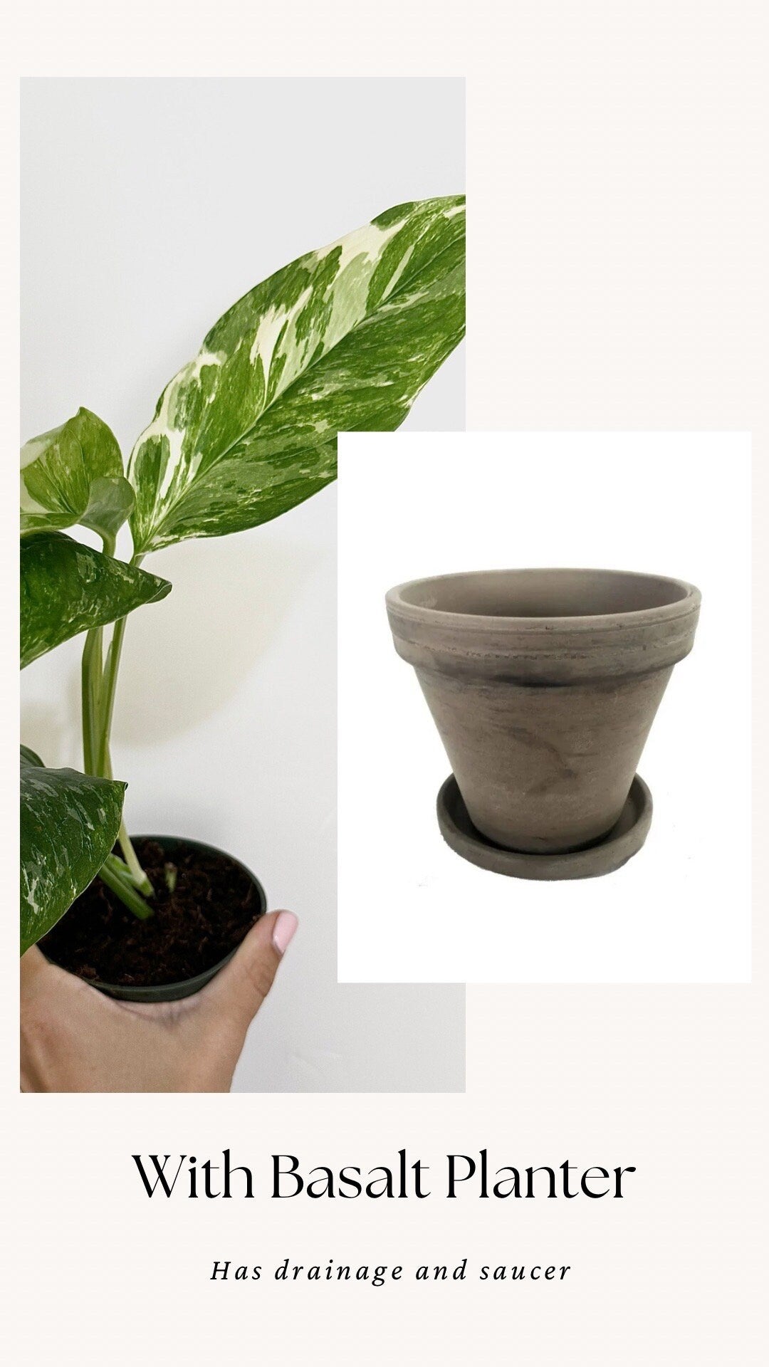 Monstera Lechleriana Variegated Plant - Rare Monstera - - 4 inch Pot - Live Plant - optional decorative pot
