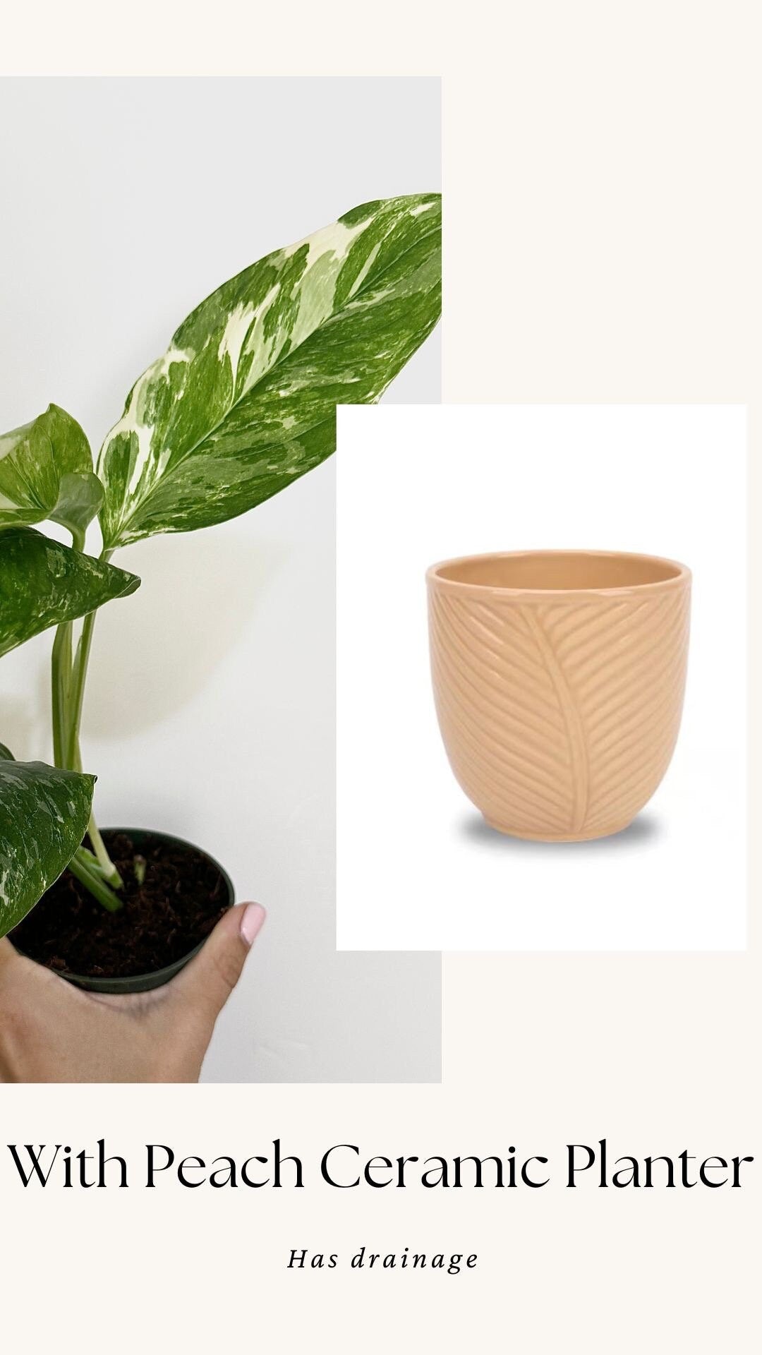 Monstera Lechleriana Variegated Plant - Rare Monstera - - 4 inch Pot - Live Plant - optional decorative pot