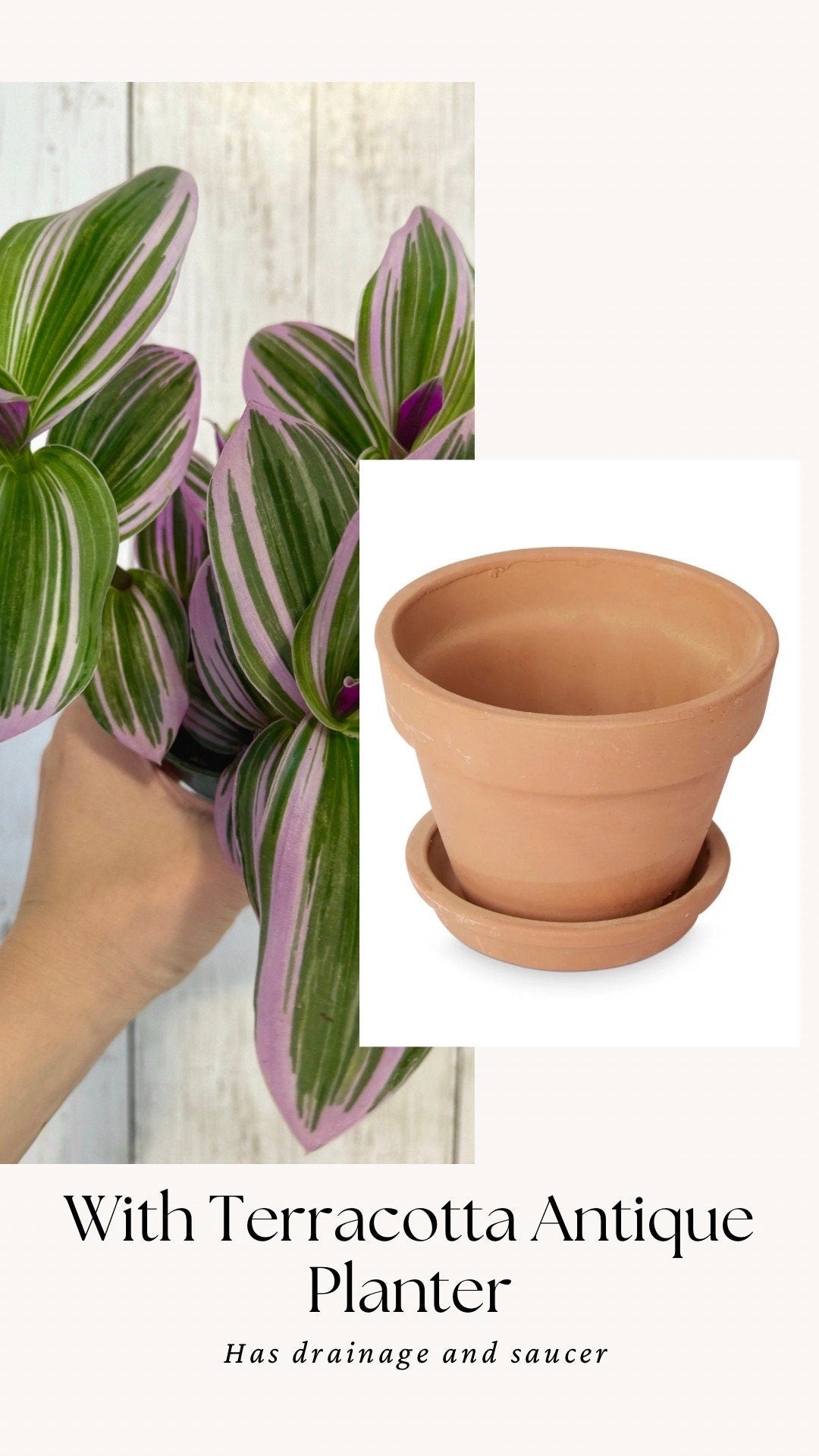 Tradescantia Bubblegum Nanouk Plant - 4 inch Pot - optional decorative pot