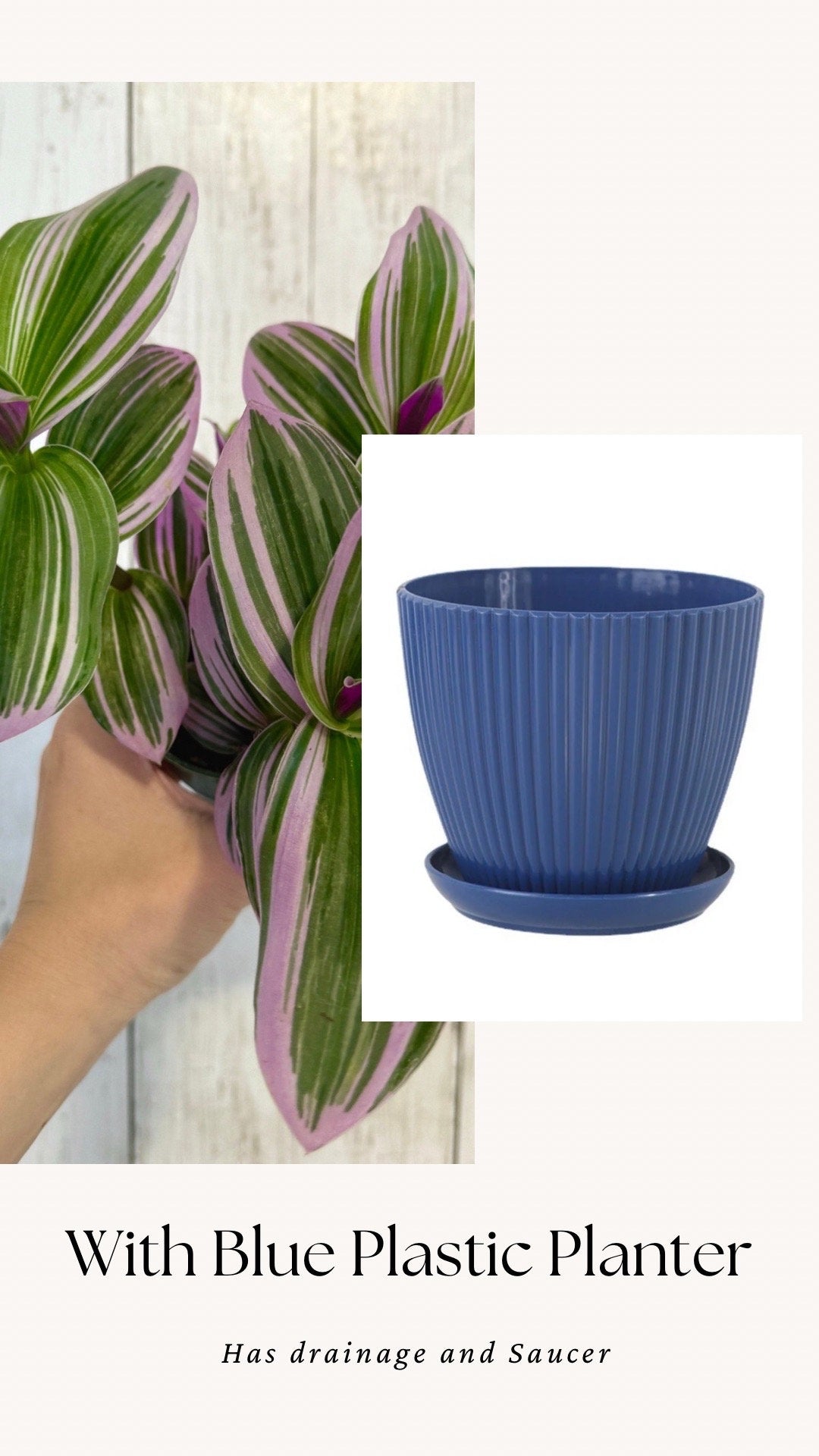 Tradescantia Bubblegum Nanouk Plant - 4 inch Pot - optional decorative pot