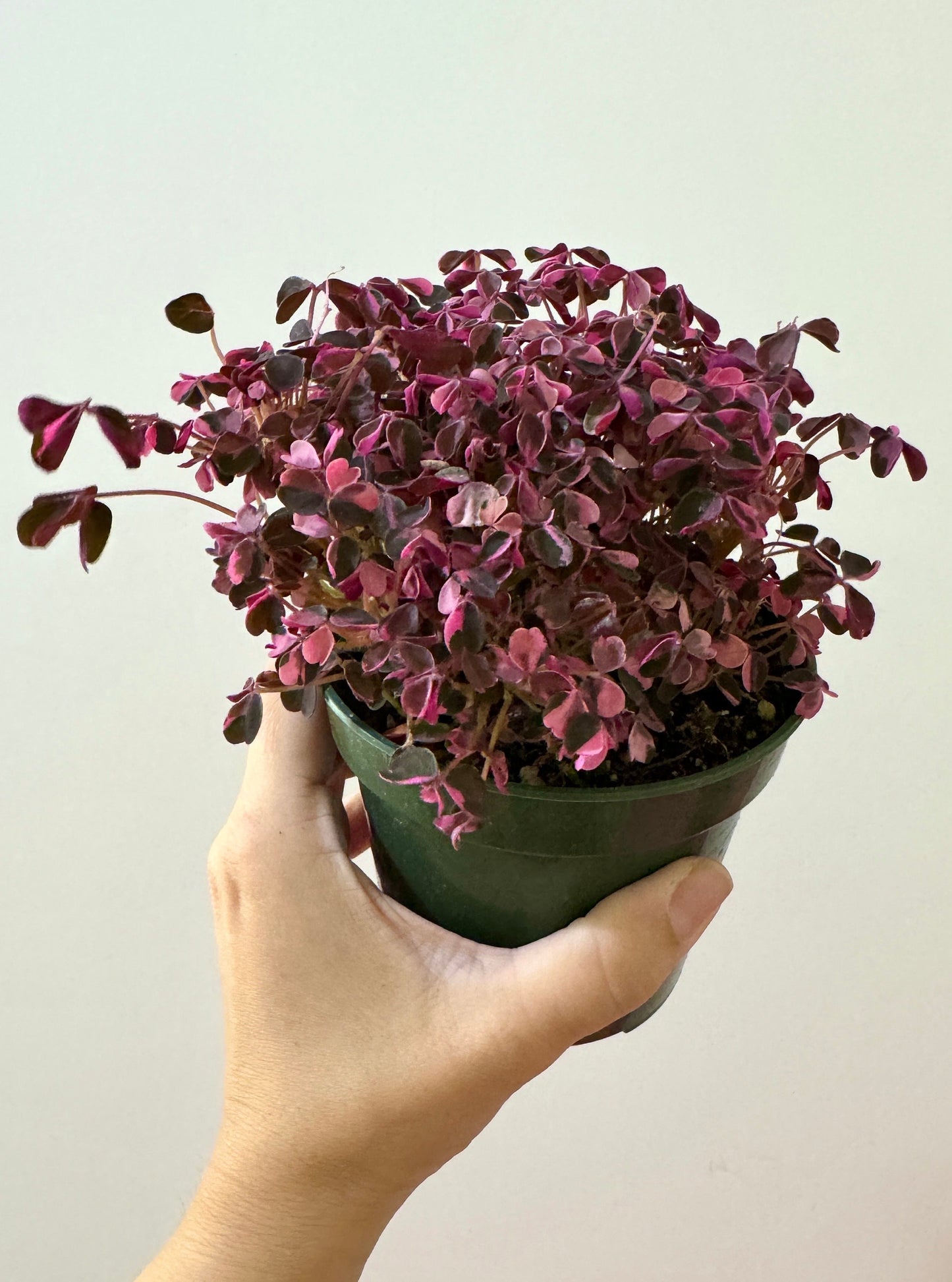 Oxalis Triangularis Bicolor Plant - 4 inch Pot - Live Plant - optional decorative pot
