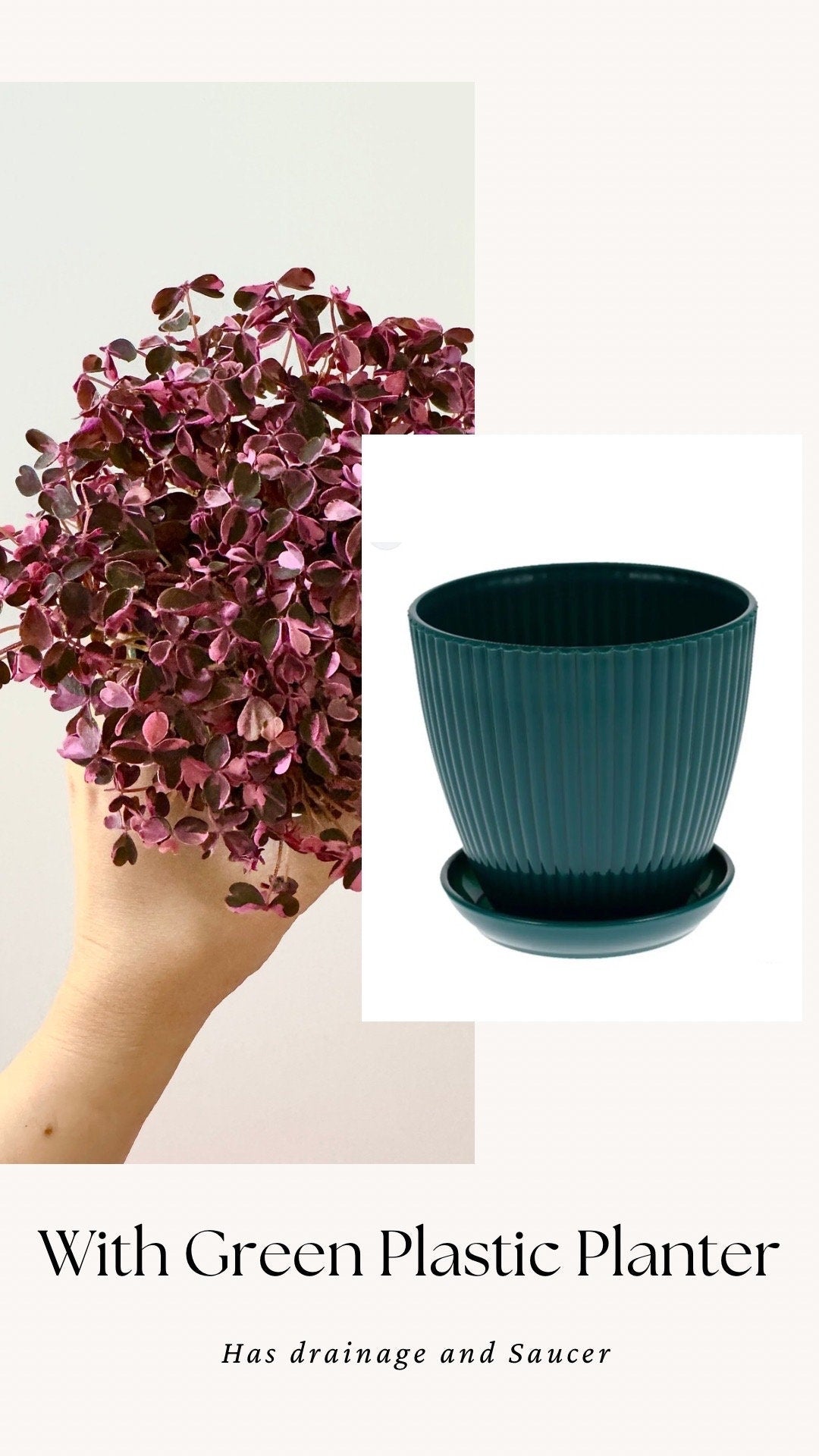 Oxalis Triangularis Bicolor Plant - 4 inch Pot - Live Plant - optional decorative pot