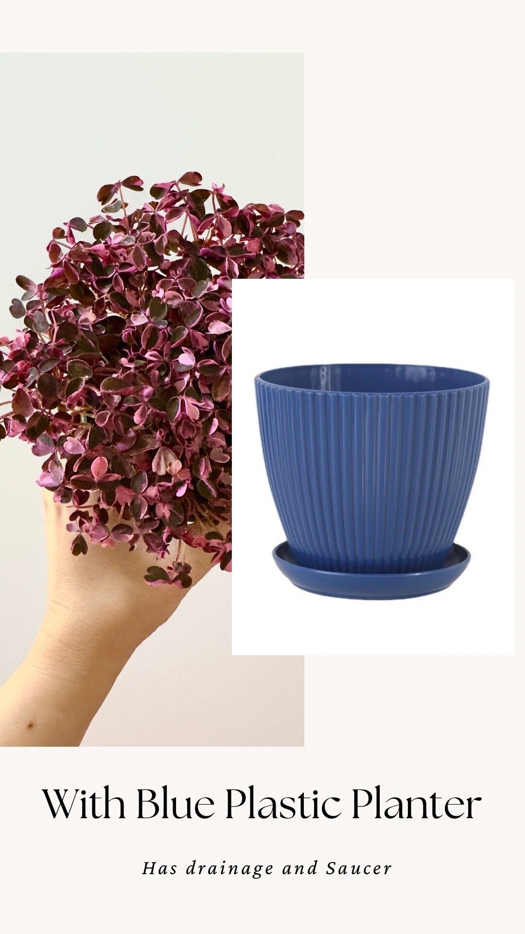 Oxalis Triangularis Bicolor Plant - 4 inch Pot - Live Plant - optional decorative pot