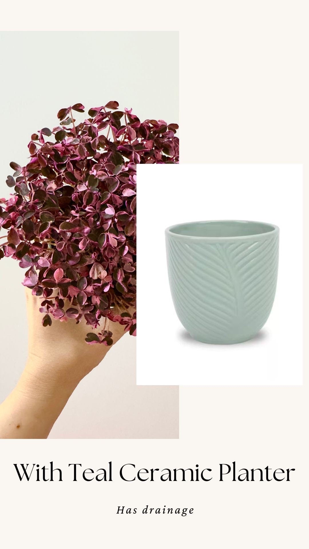 Oxalis Triangularis Bicolor Plant - 4 inch Pot - Live Plant - optional decorative pot