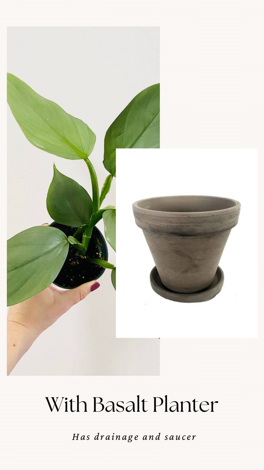 Philodendron Silver Sword 4 inch - Live Plant