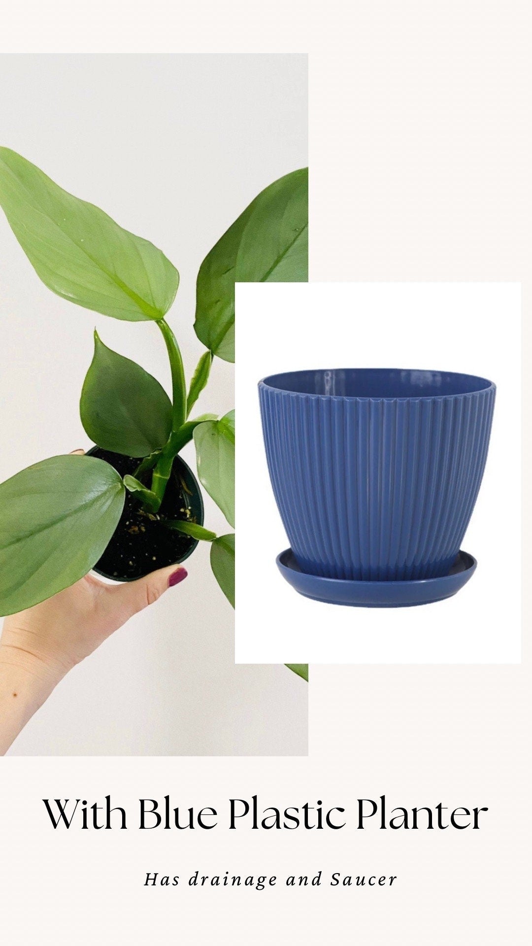Philodendron Silver Sword 4 inch - Live Plant