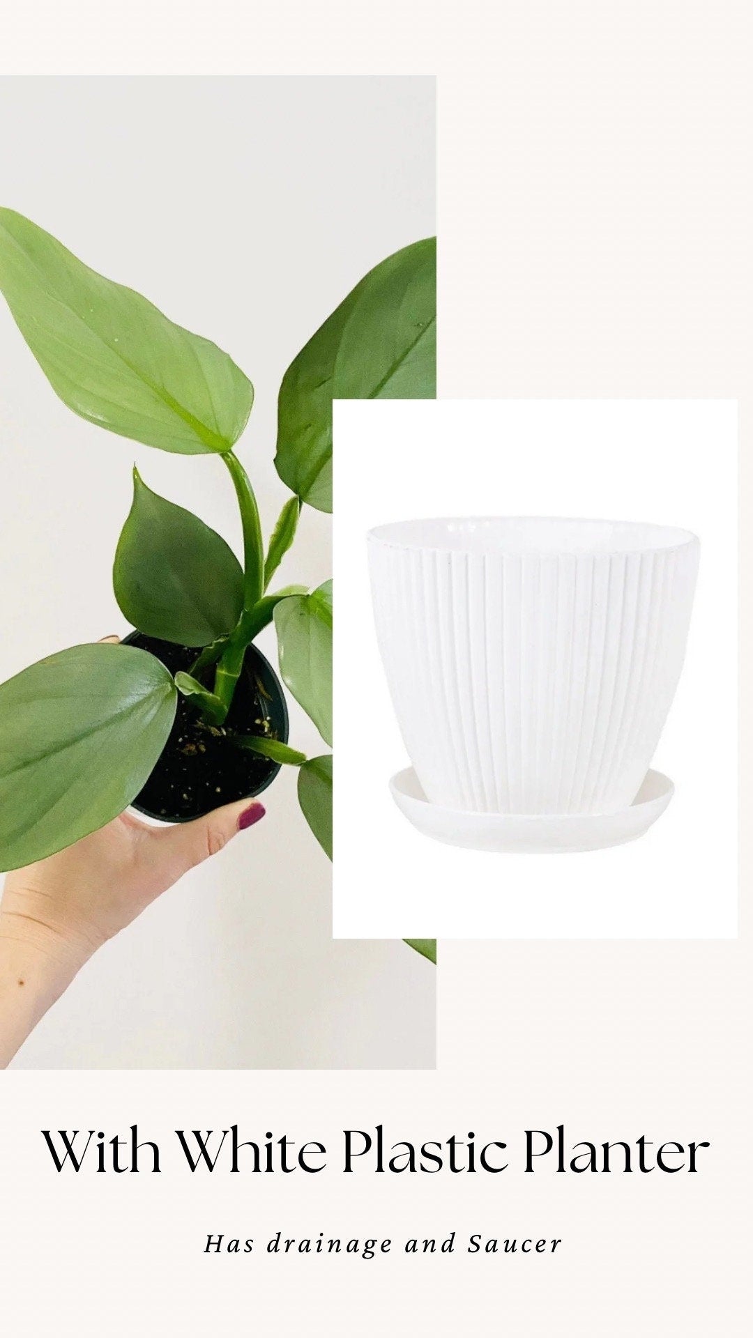 Philodendron Silver Sword 4 inch - Live Plant