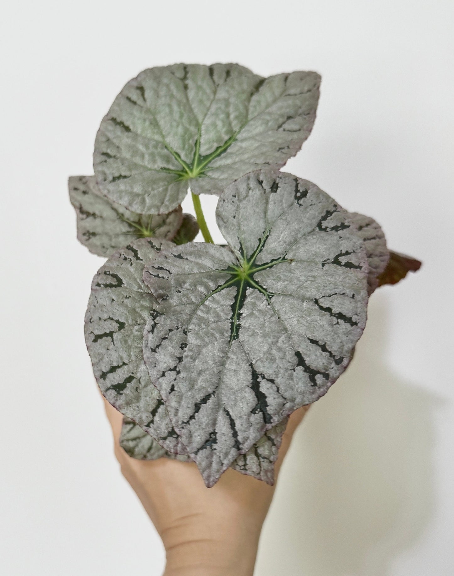 Begonia Silver Dollar Plant - 4 inch Pot - Optional Decorative Pot