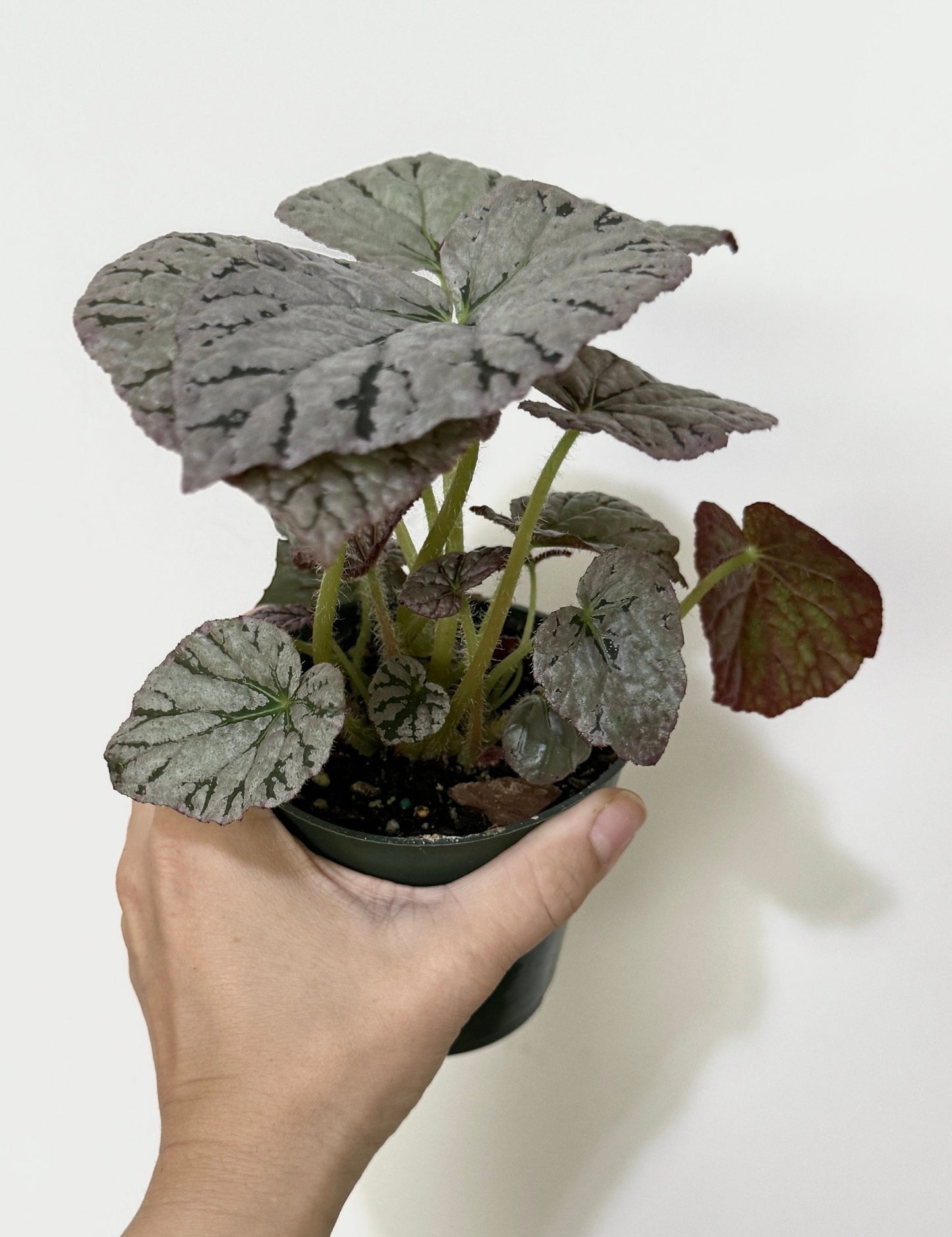 Begonia Silver Dollar Plant - 4 inch Pot - Optional Decorative Pot