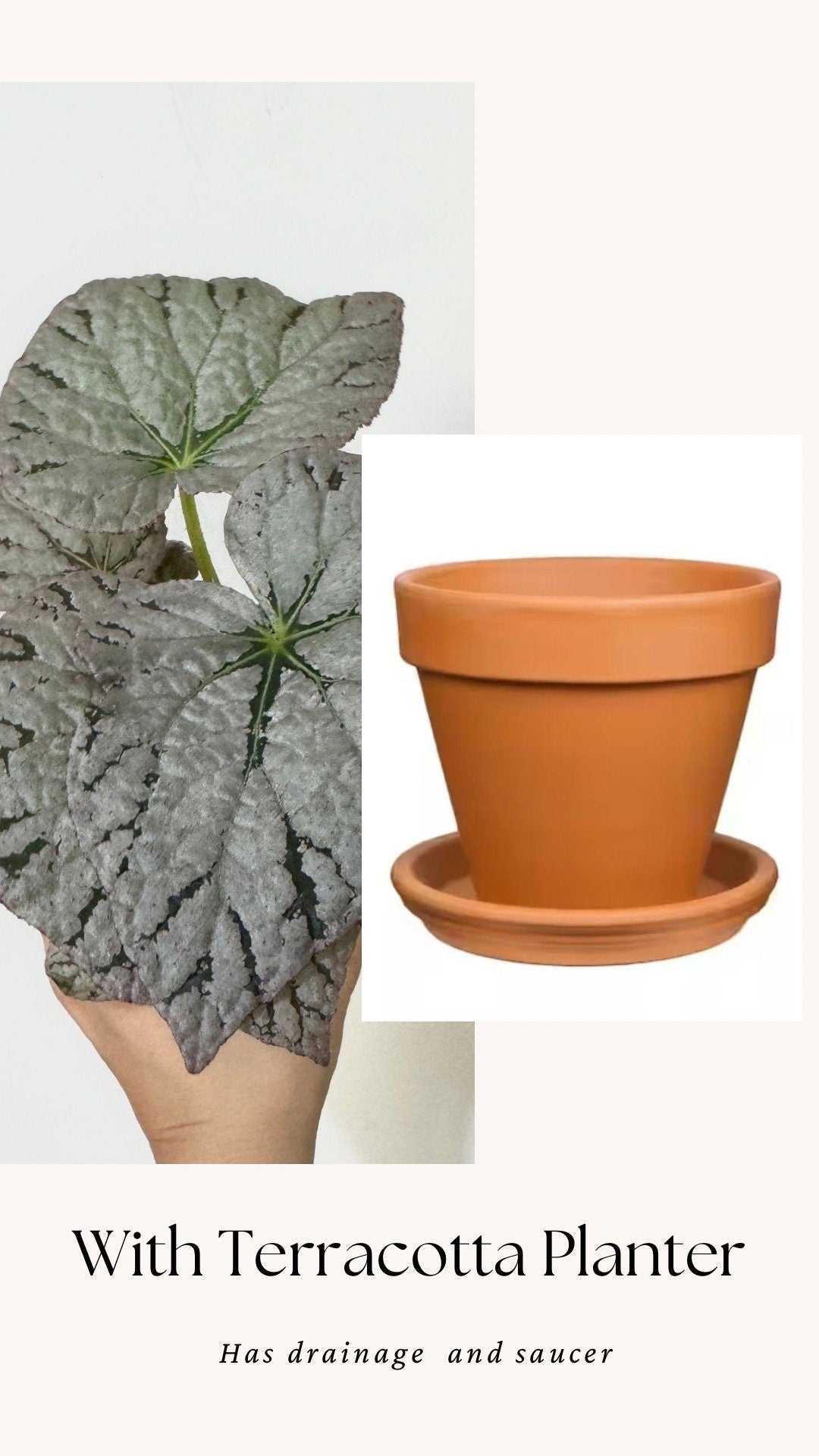 Begonia Silver Dollar Plant - 4 inch Pot - Optional Decorative Pot