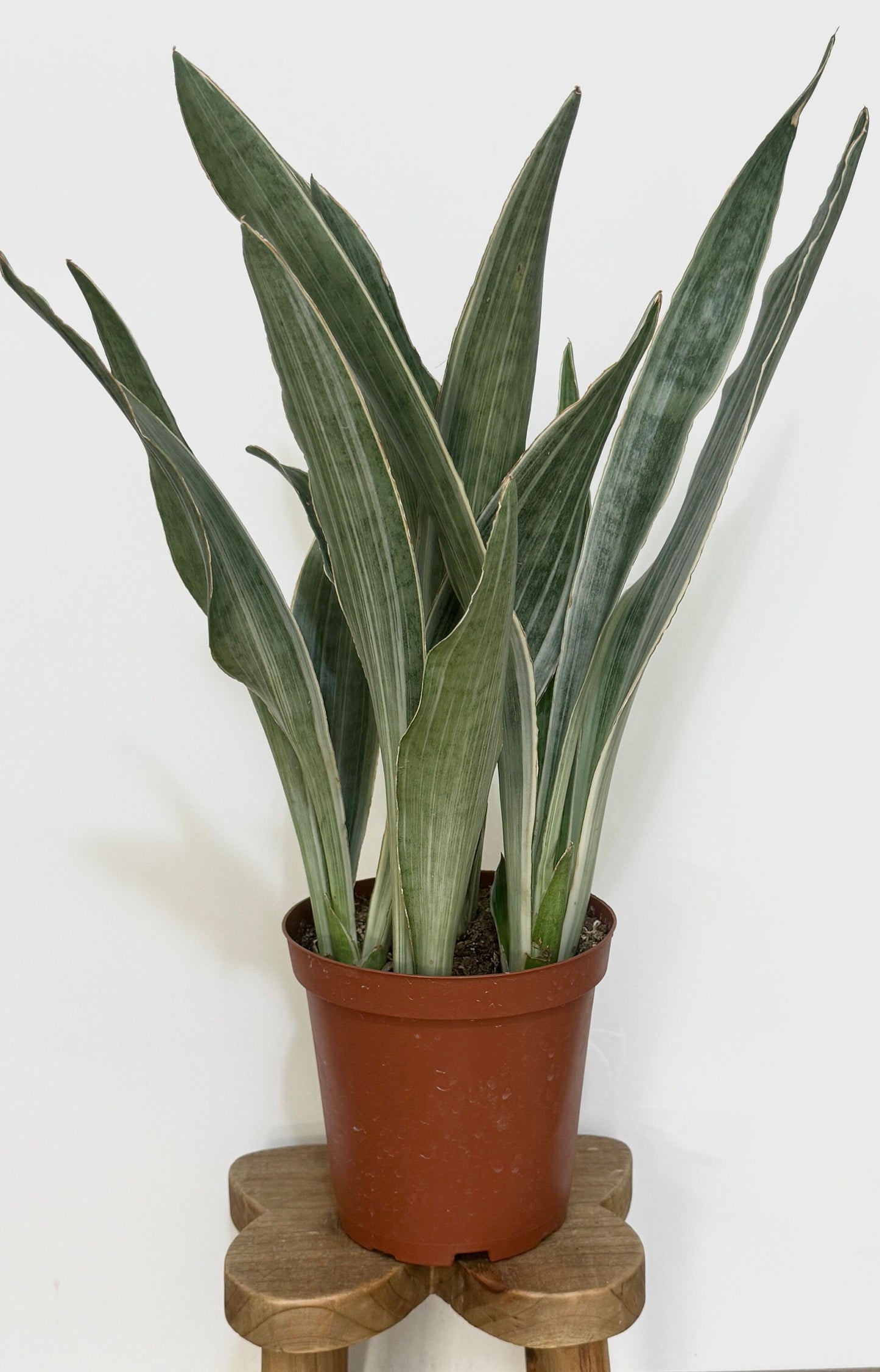 Sansevieria 'Sayuri' Snake Plant - 6 inch Pot - optional decorative plant
