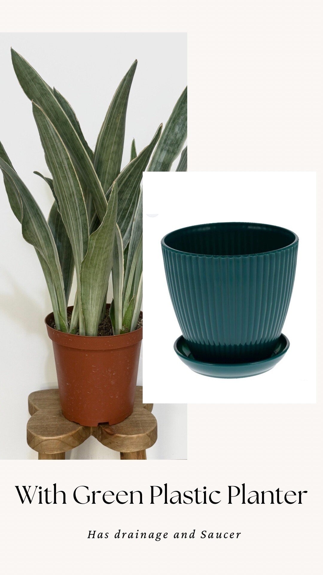 Sansevieria 'Sayuri' Snake Plant - 6 inch Pot - optional decorative plant