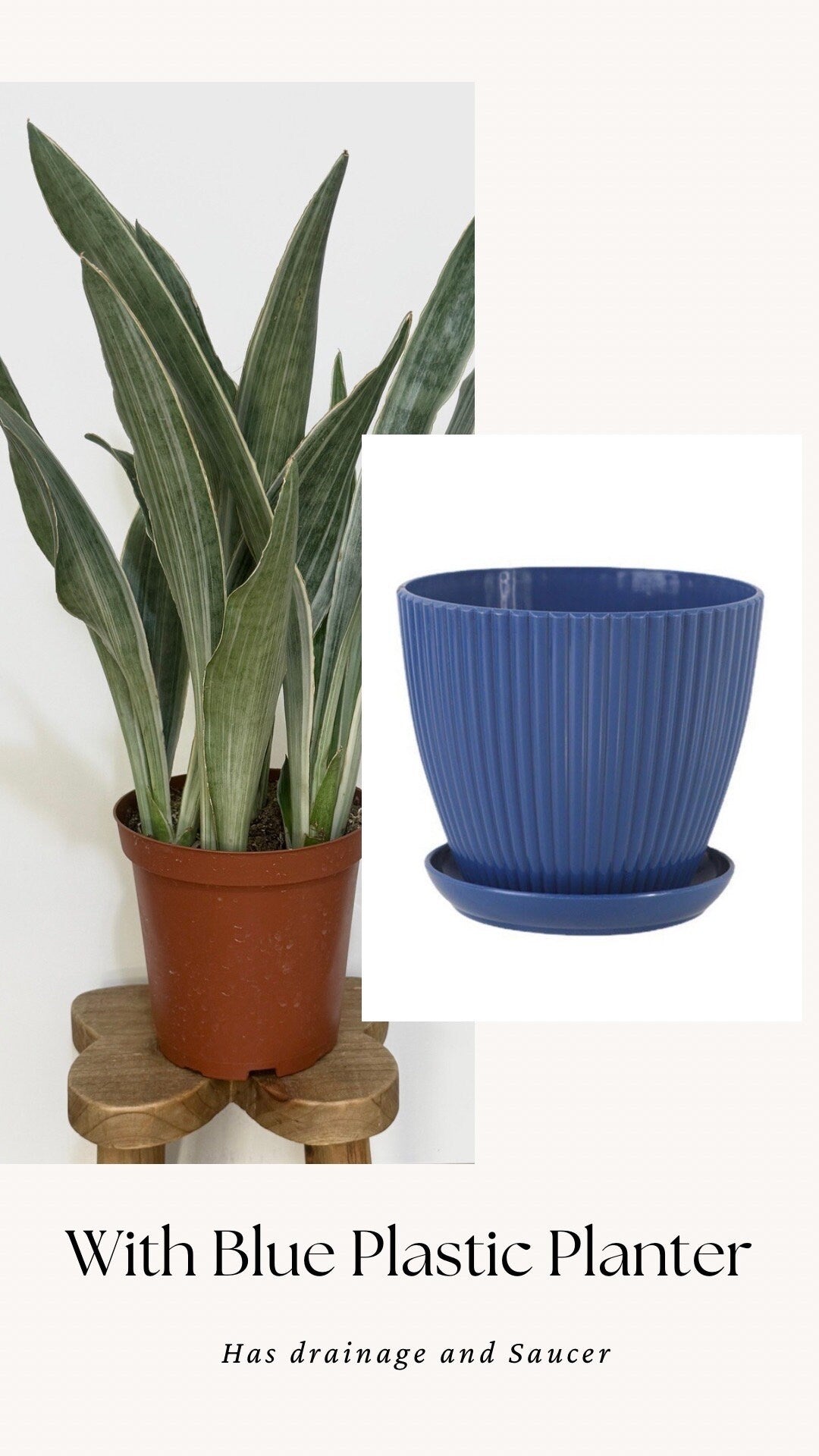 Sansevieria 'Sayuri' Snake Plant - 6 inch Pot - optional decorative plant