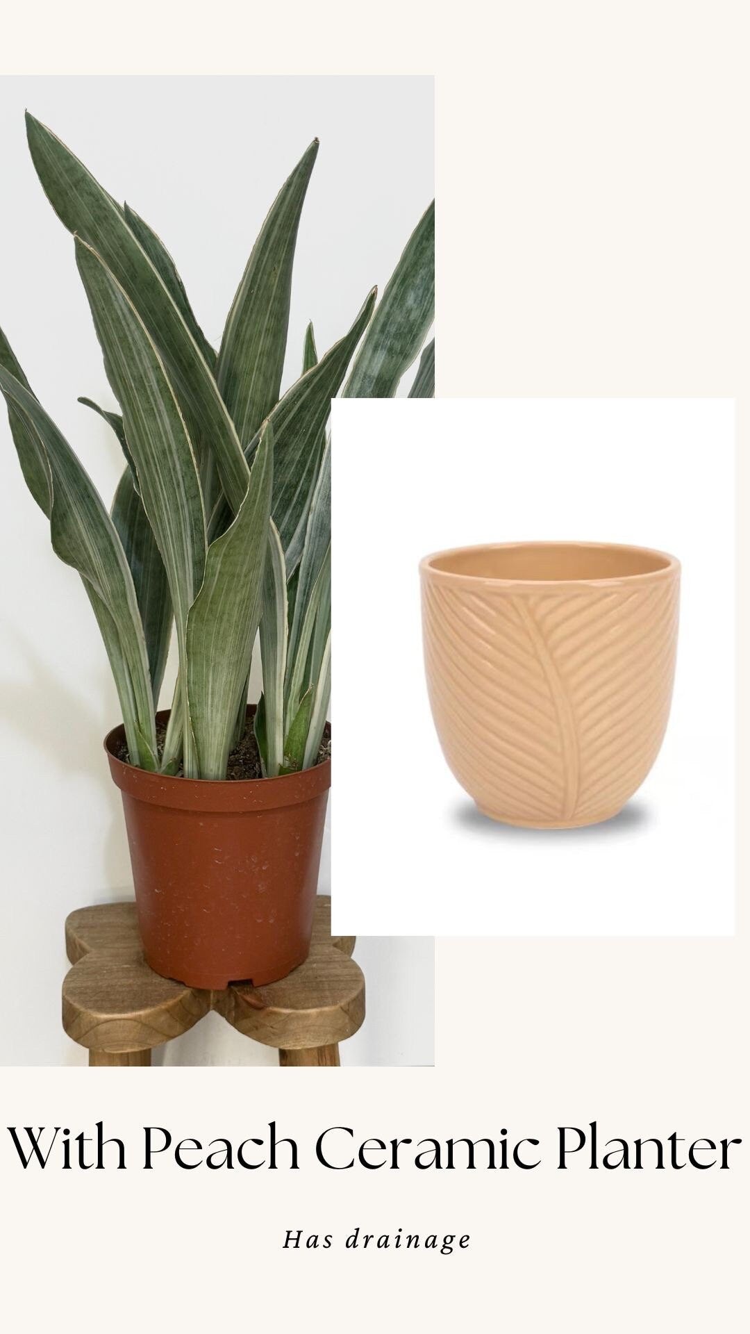 Sansevieria 'Sayuri' Snake Plant - 6 inch Pot - optional decorative plant