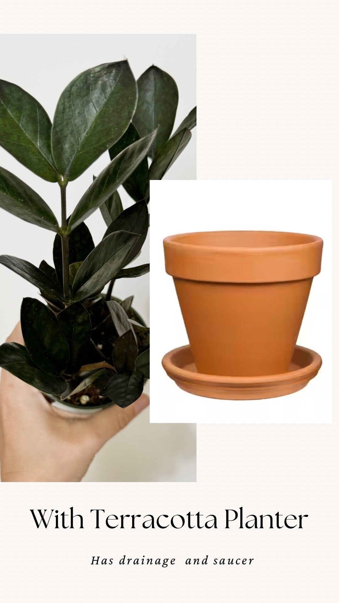 ZZ Obscura Plant - 4 inch Pot - optional decorative pot