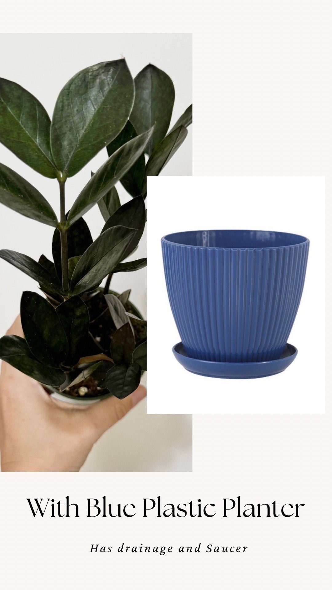 ZZ Obscura Plant - 4 inch Pot - optional decorative pot