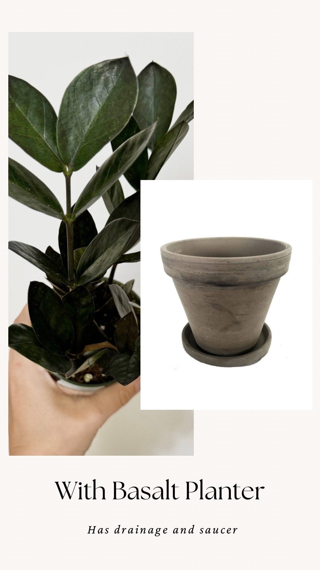 ZZ Obscura Plant - 4 inch Pot - optional decorative pot