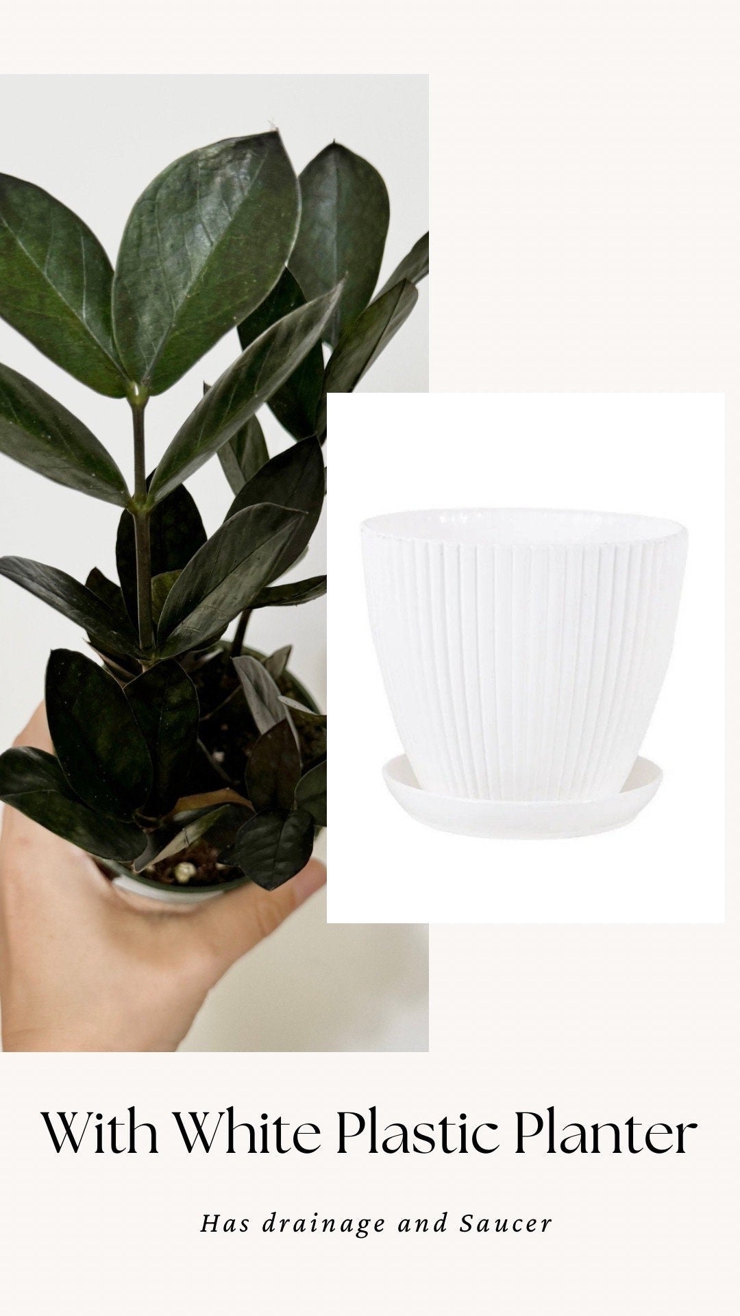 ZZ Obscura Plant - 4 inch Pot - optional decorative pot