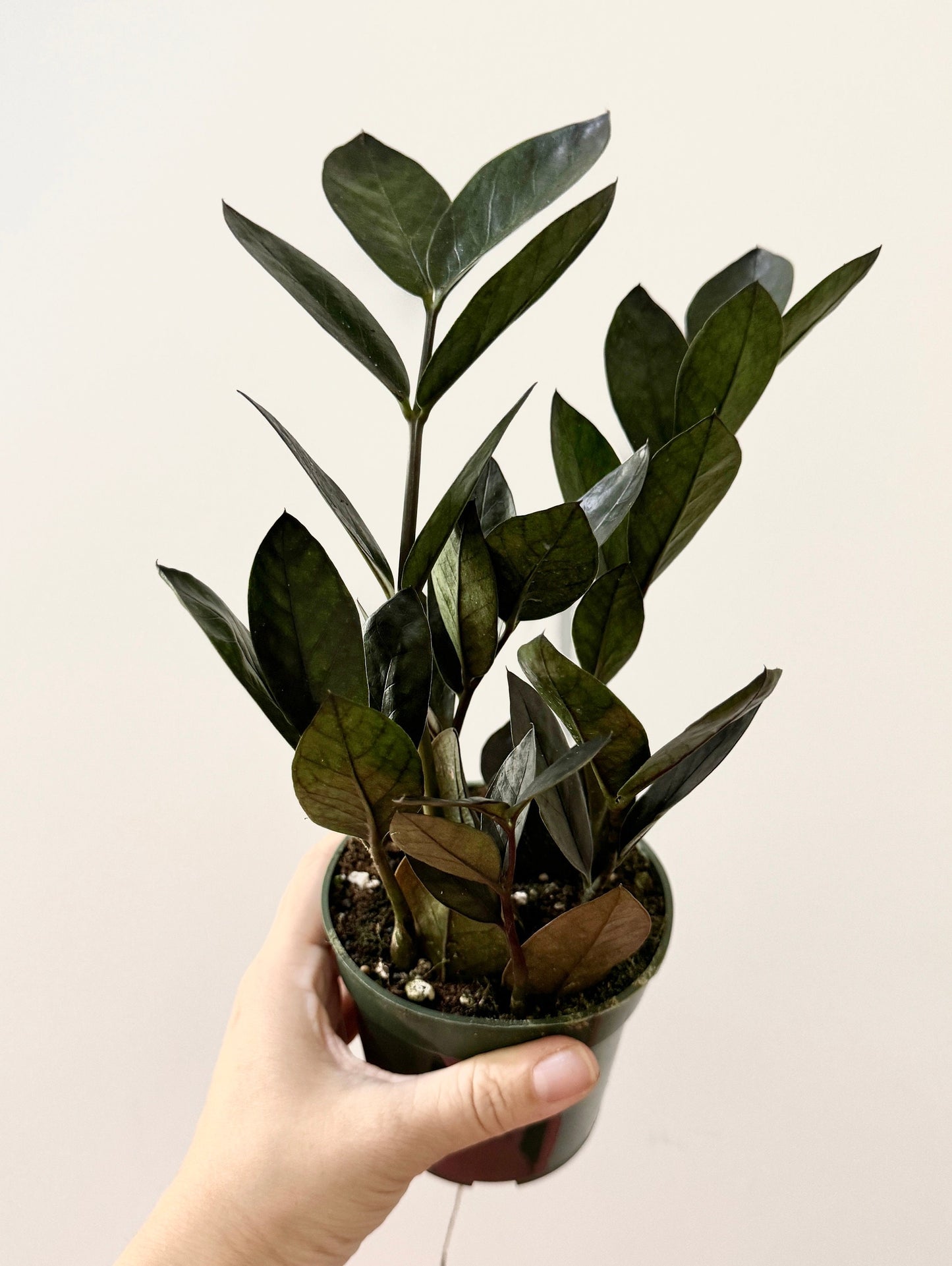 ZZ Obscura Plant - 4 inch Pot - optional decorative pot